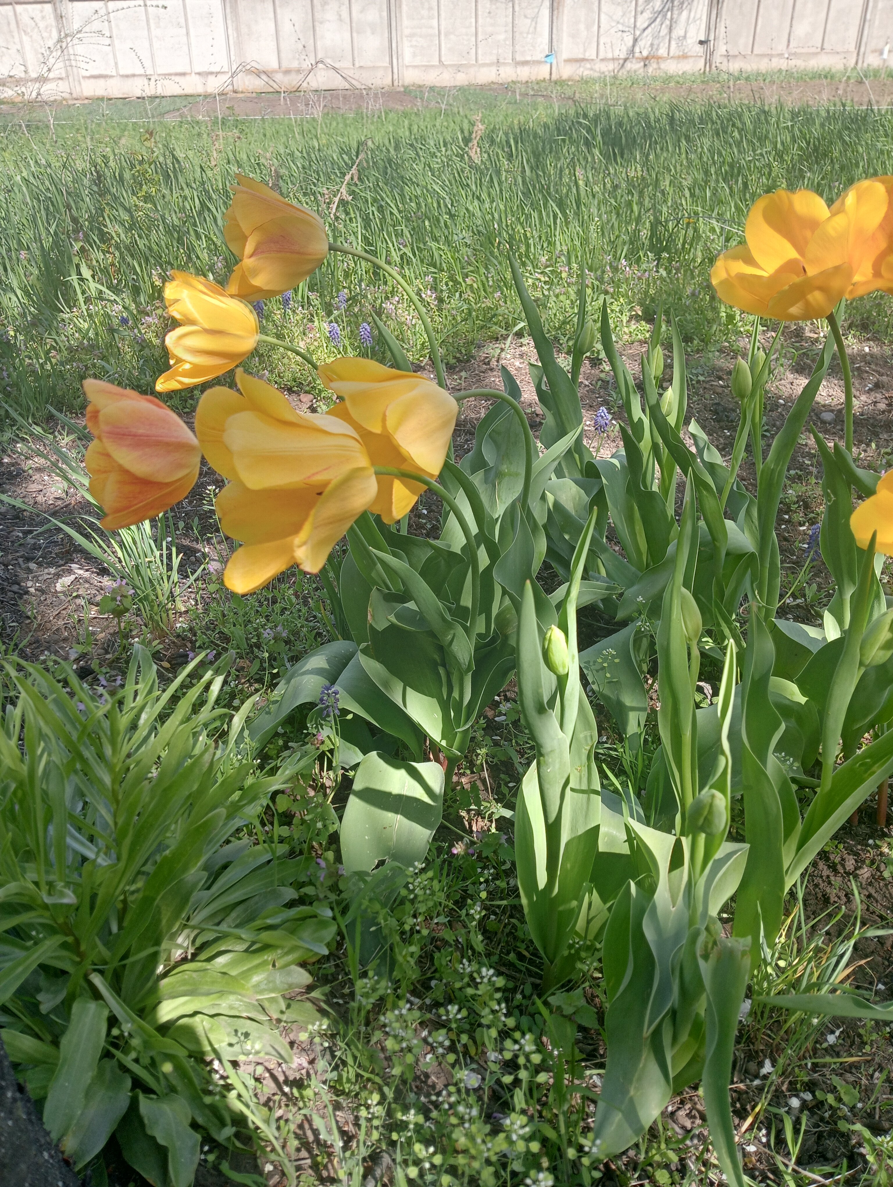 Фото Баунти