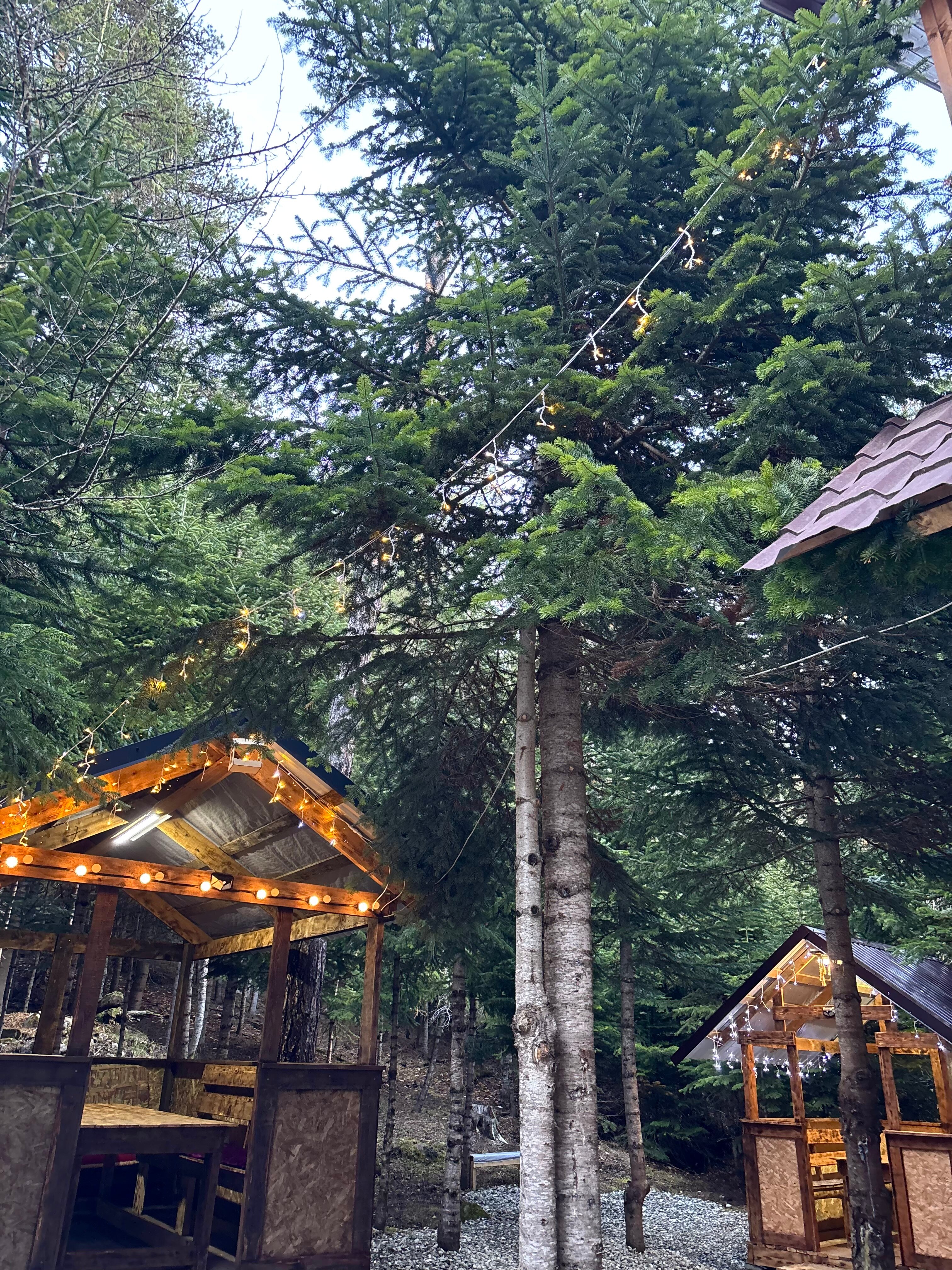 Фото Триумф