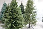 Elka Trend (Oktyabrskiy Avenue, 24), christmas trees and christmas decorations