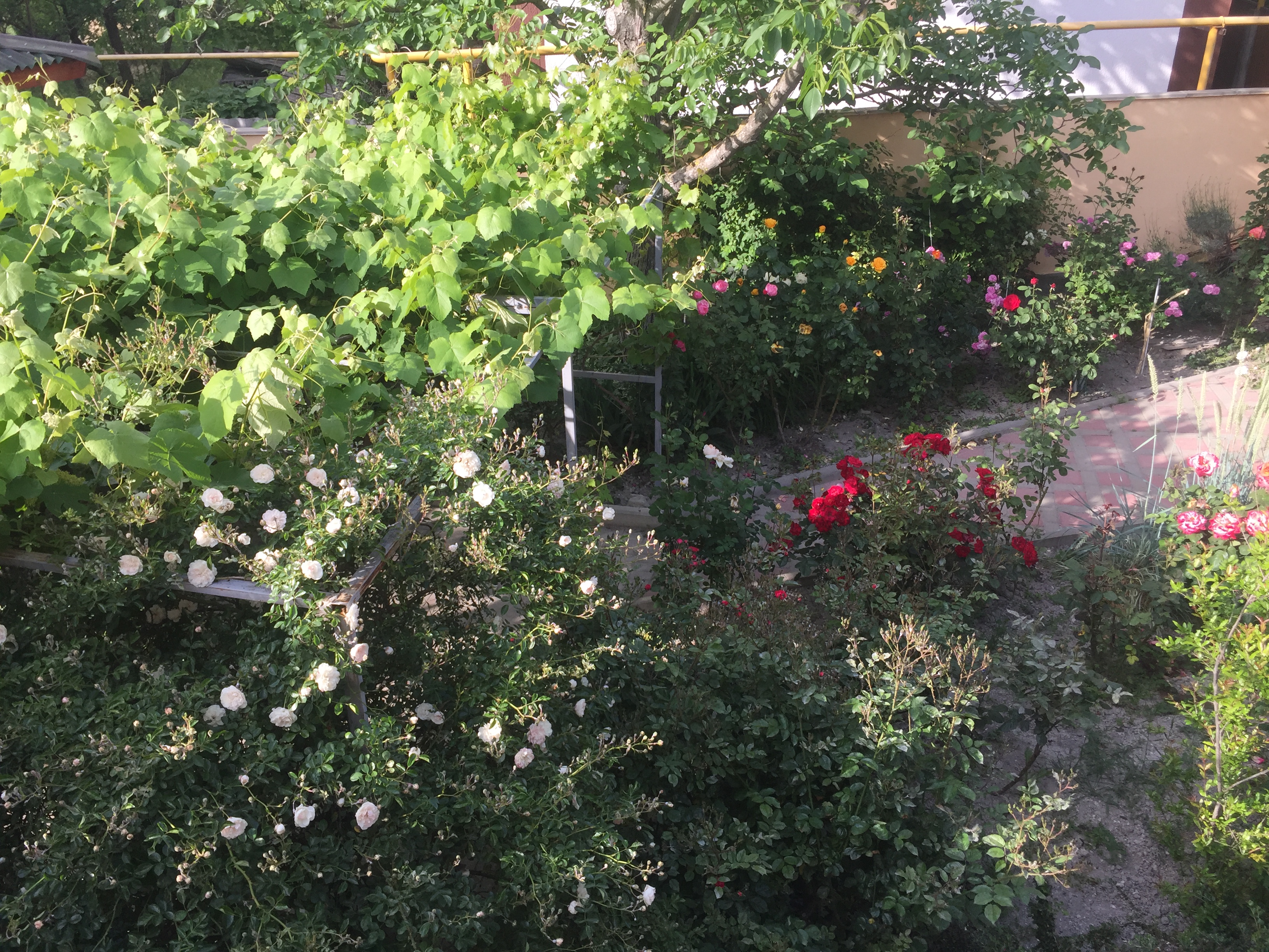 Фото Вереск