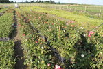 KFKh Stekachevykh (Bryansk Region, Pochepskiy rayon, Domanichskoye selskoye poseleniye) ، مركز الحديقة