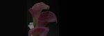 Green Thumb Florist (Ohio, Cuyahoga County, Cleveland), flowers and bouquets delivery