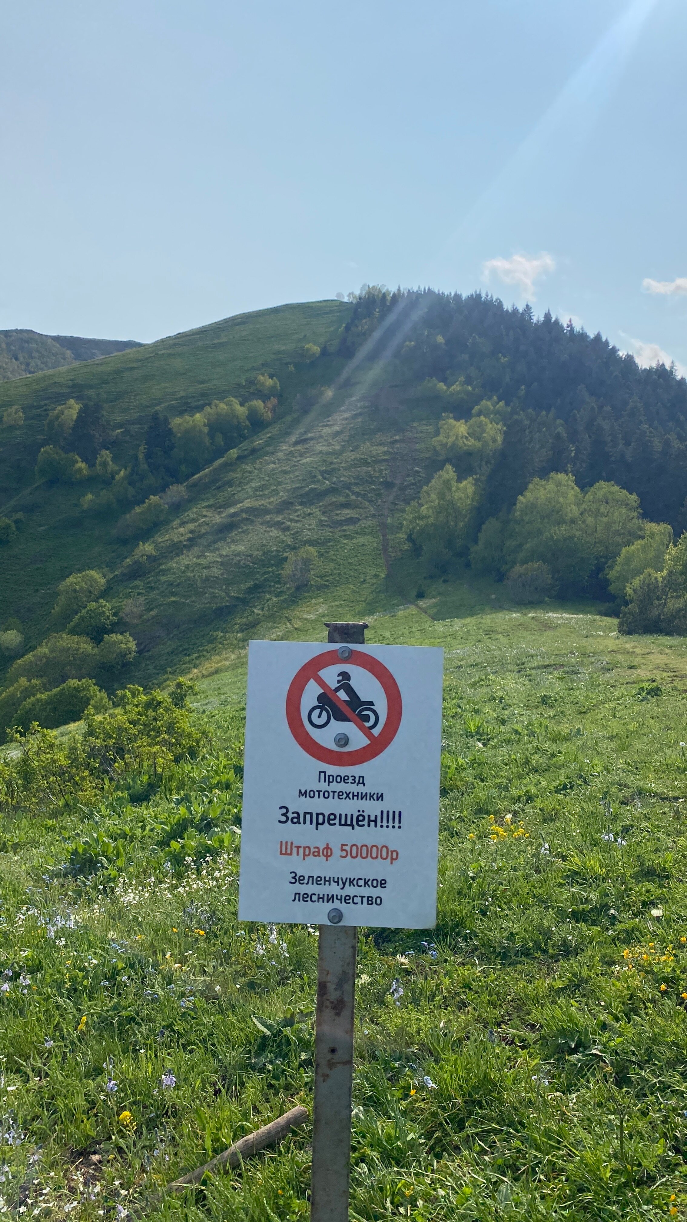 Фото Лесной кот