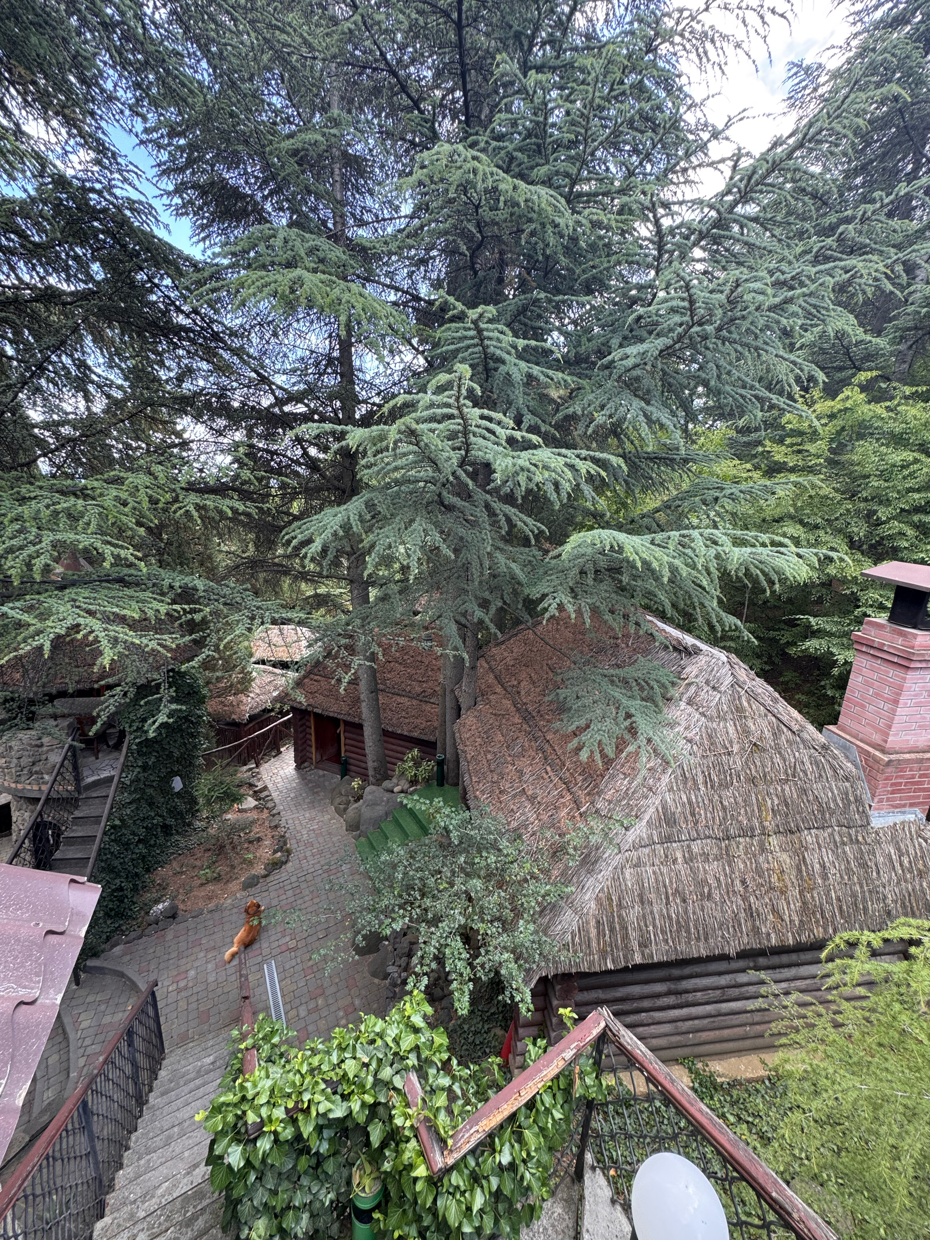 Фото Лесной