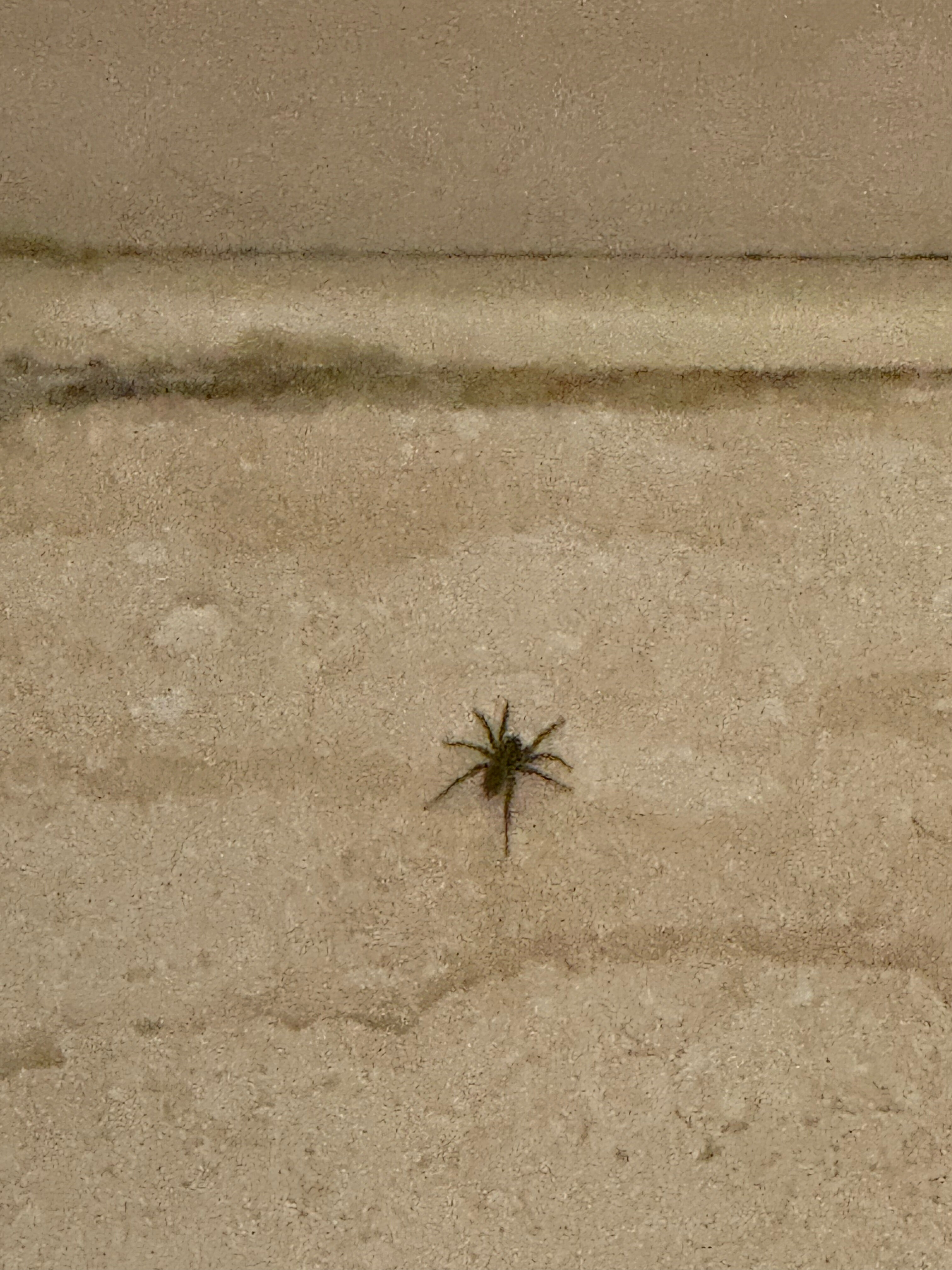 Фото Корона