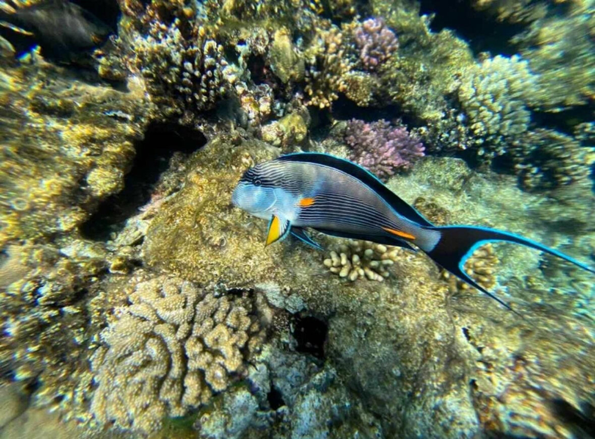 Фото Sheraton Sharm Hotel, Resort, Villas & Spa