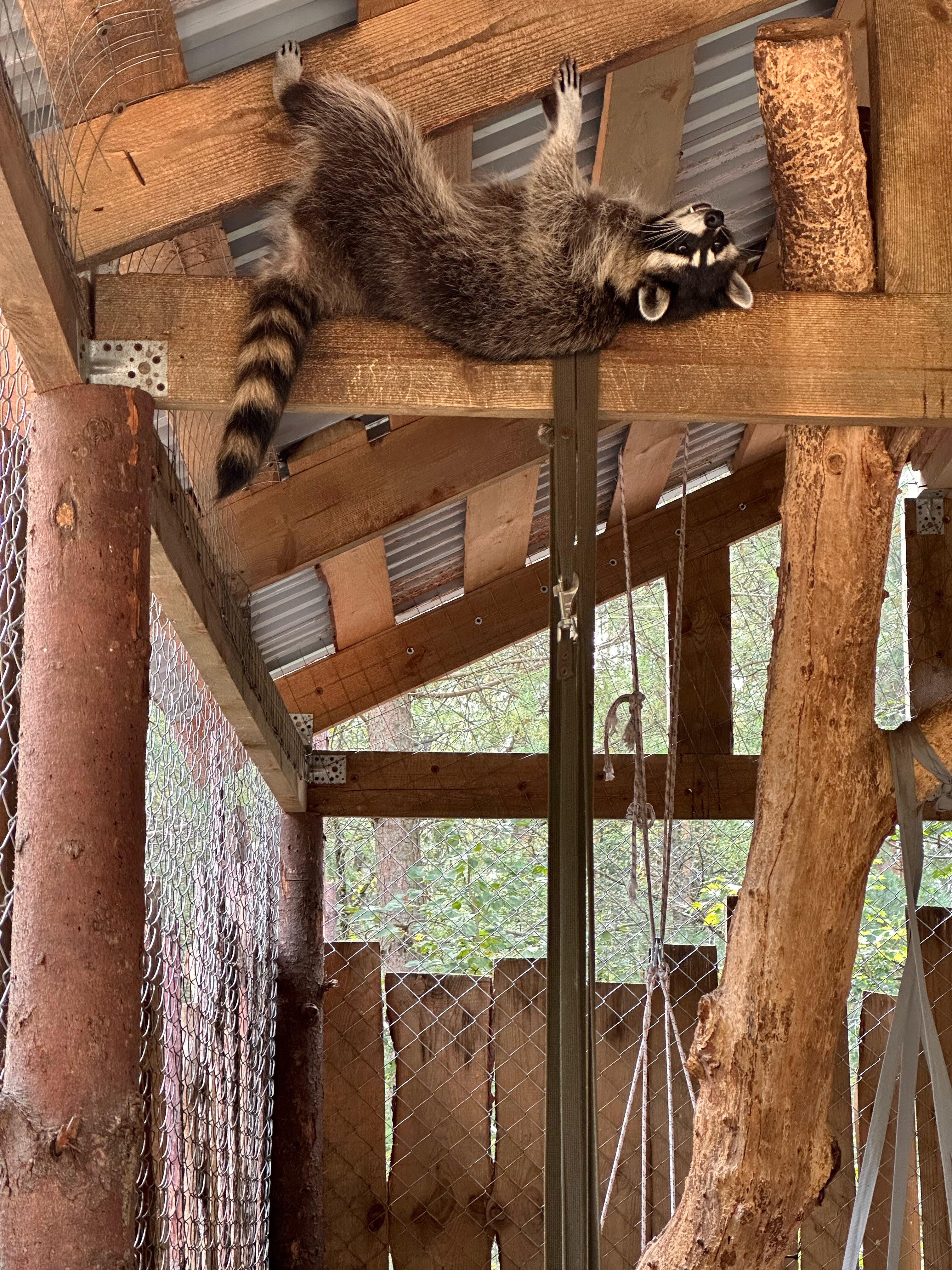 Фото Дикое подворье