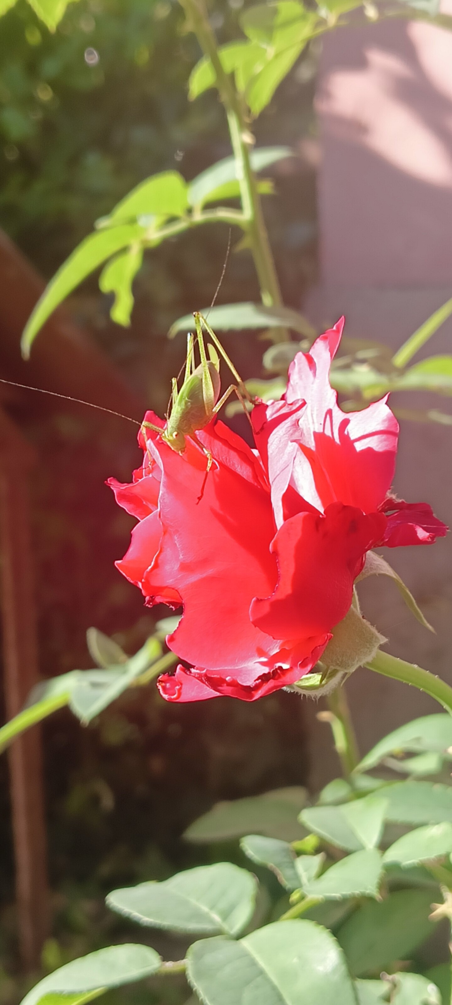 Фото Лесная прохлада