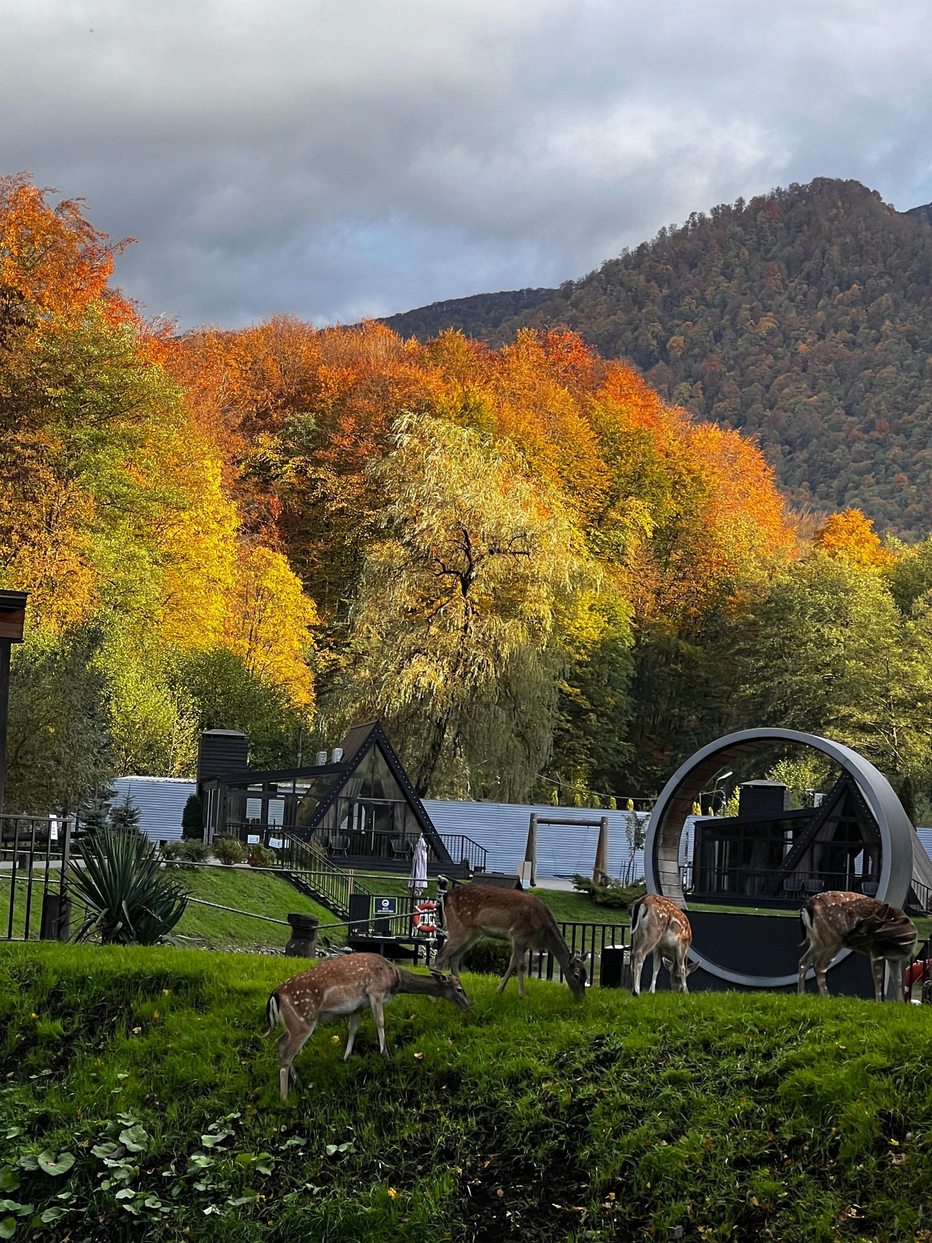 Фото Альпина парк