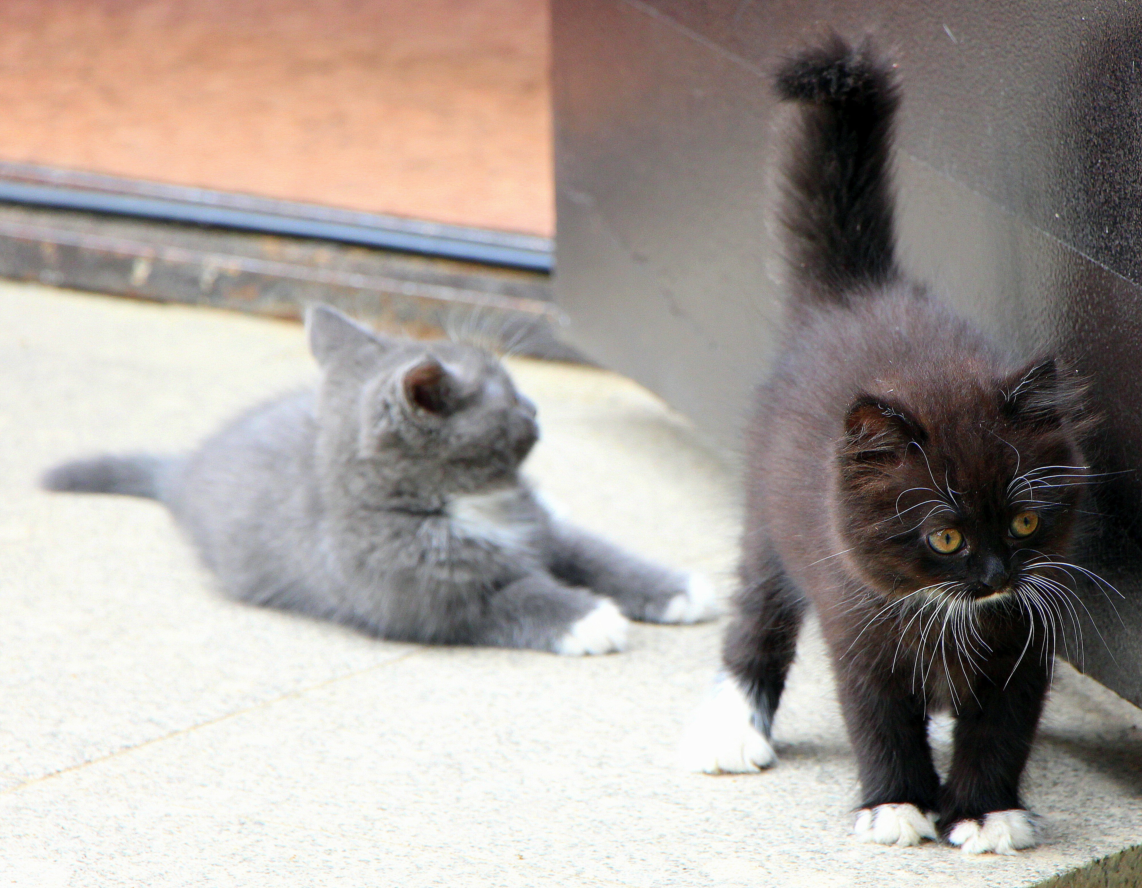 Фото Диадема Шереметьево