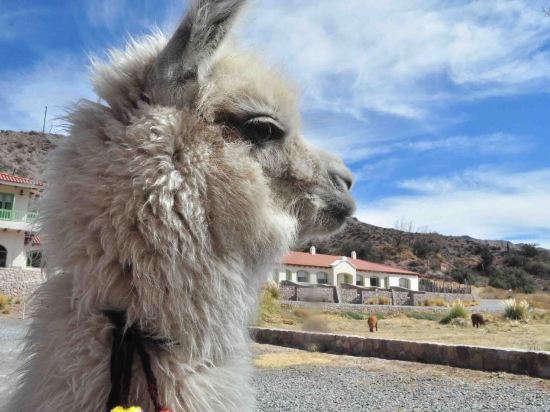 Фото Hotel Huacalera