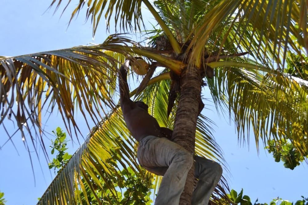 Фото Pacot Breeze