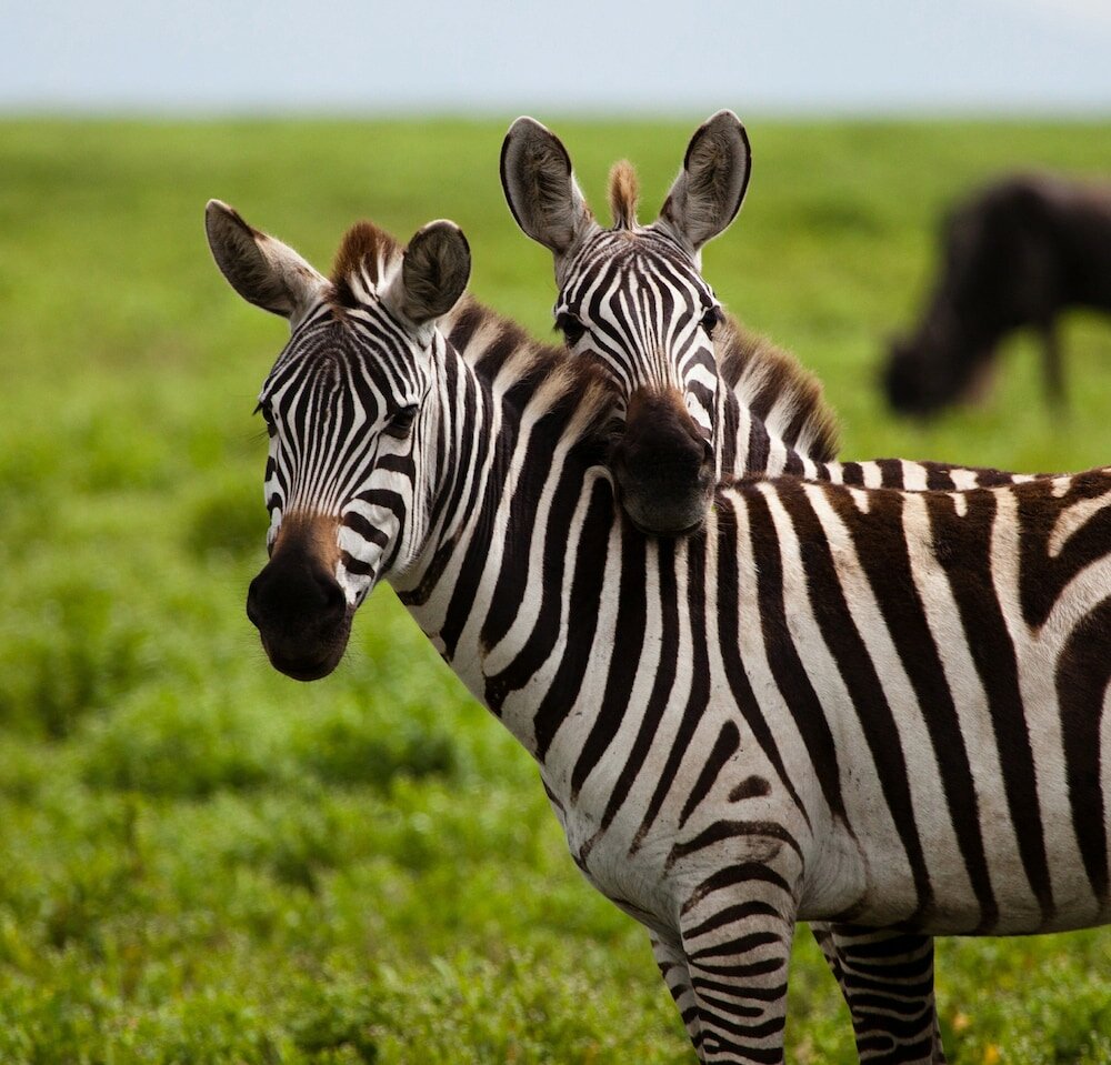 Фото Holiday Inn Express & Suites Lakeland South, an Ihg Hotel