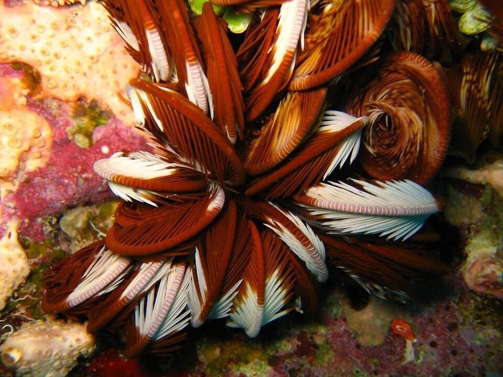 Фото The Oberoi Beach Resort Sahl Hasheesh