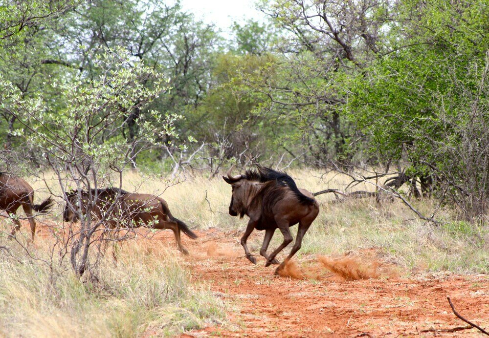 Фото Iphofolo Lodge