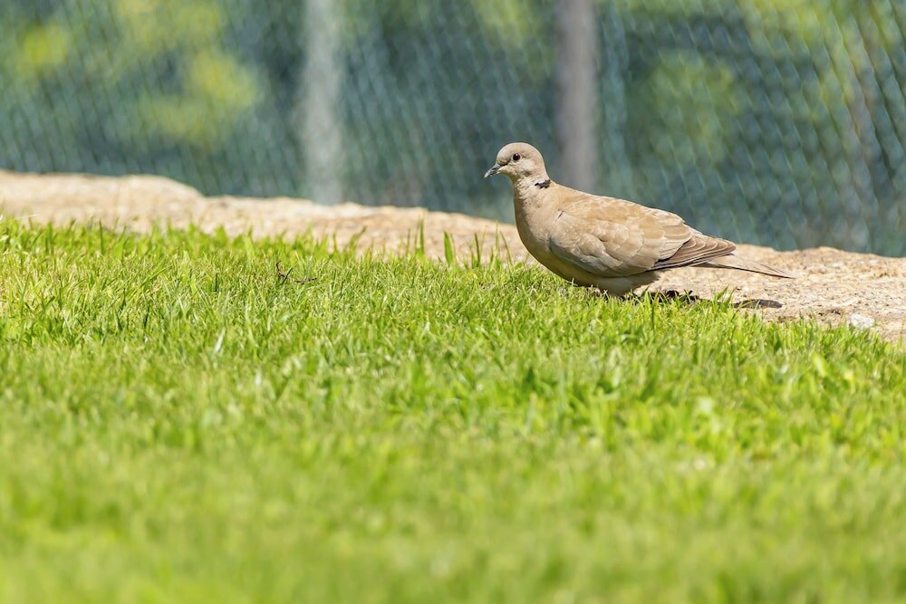 Фото Hotel Rural Quinta de S Sebastiao