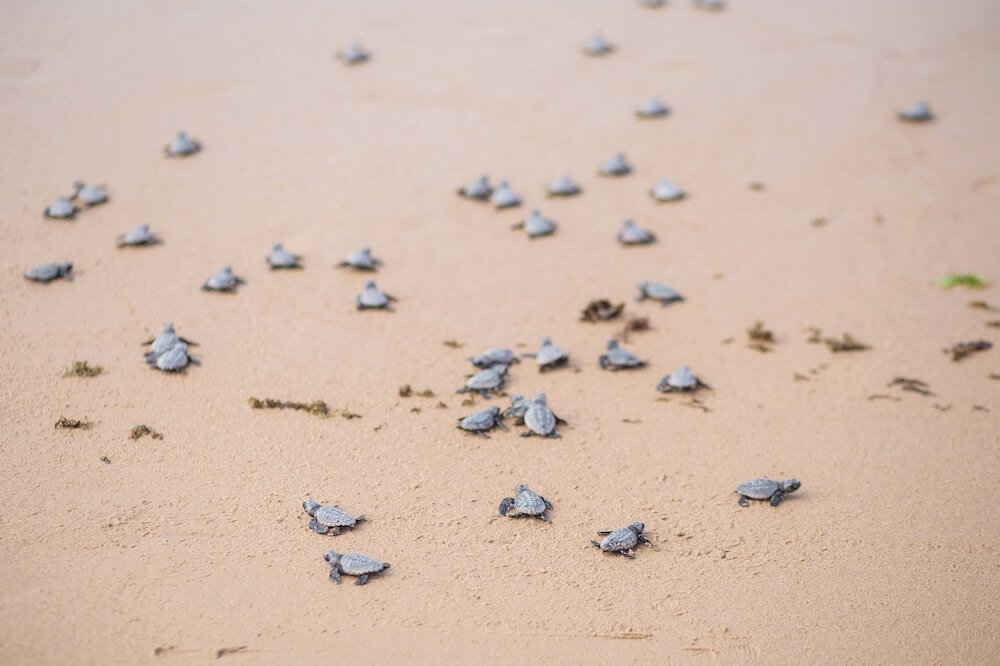 Фото Bahia Plaza Hotel