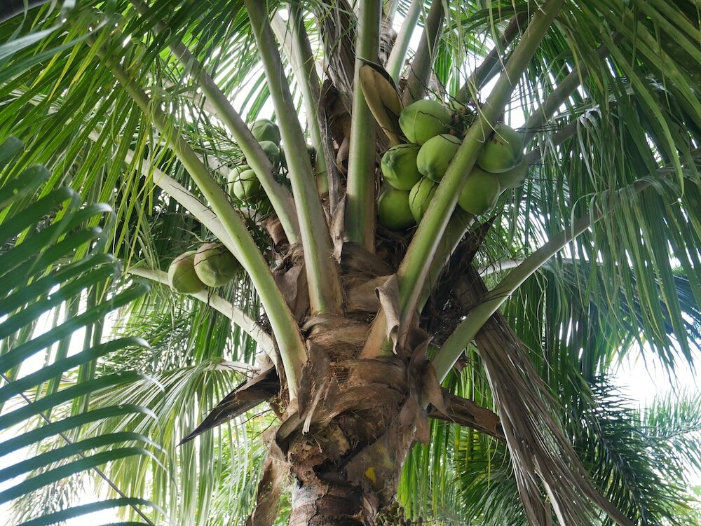 Фото Baan Suan Palm Resort