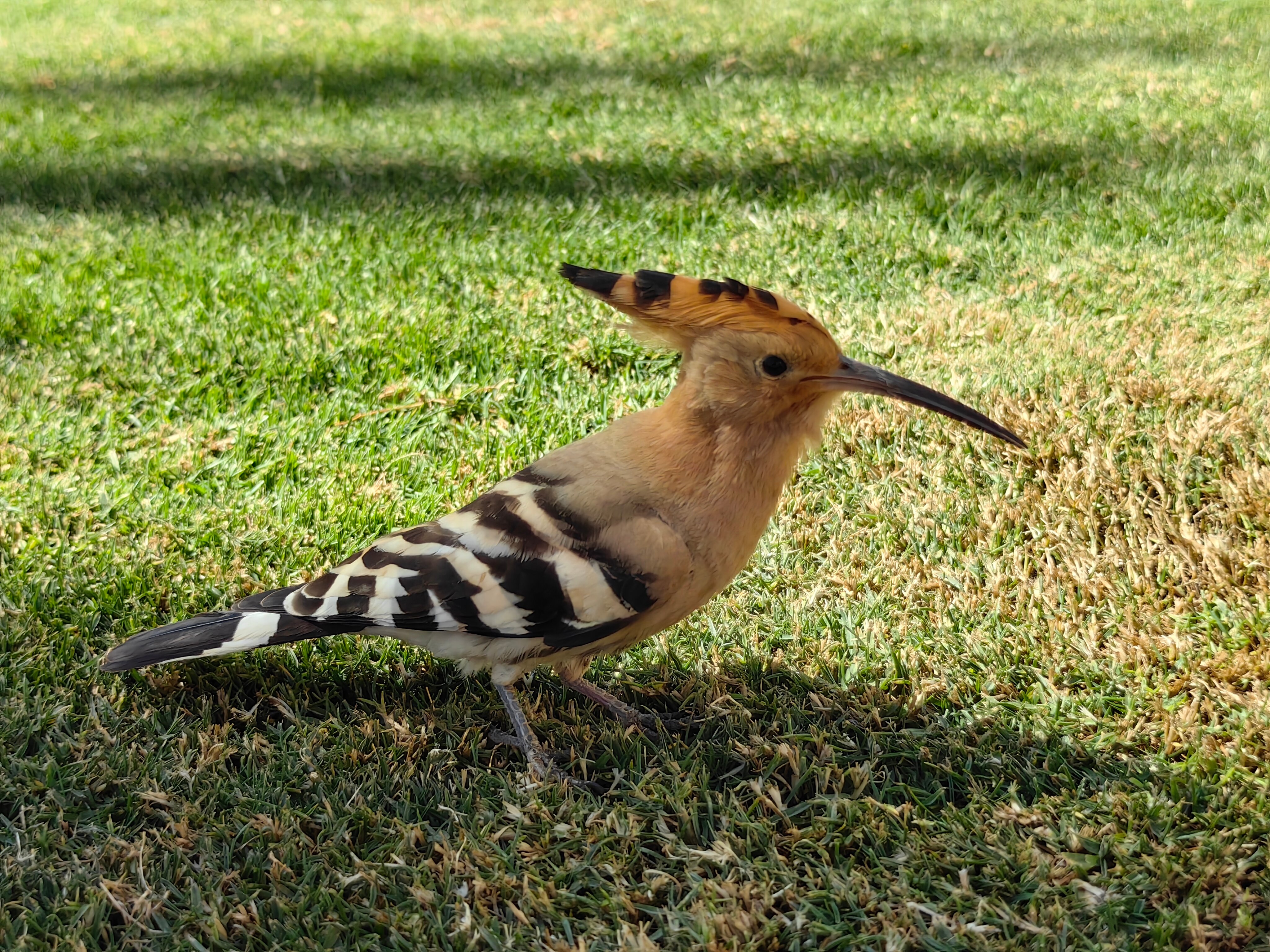 Фото Jaz Fanara Resort