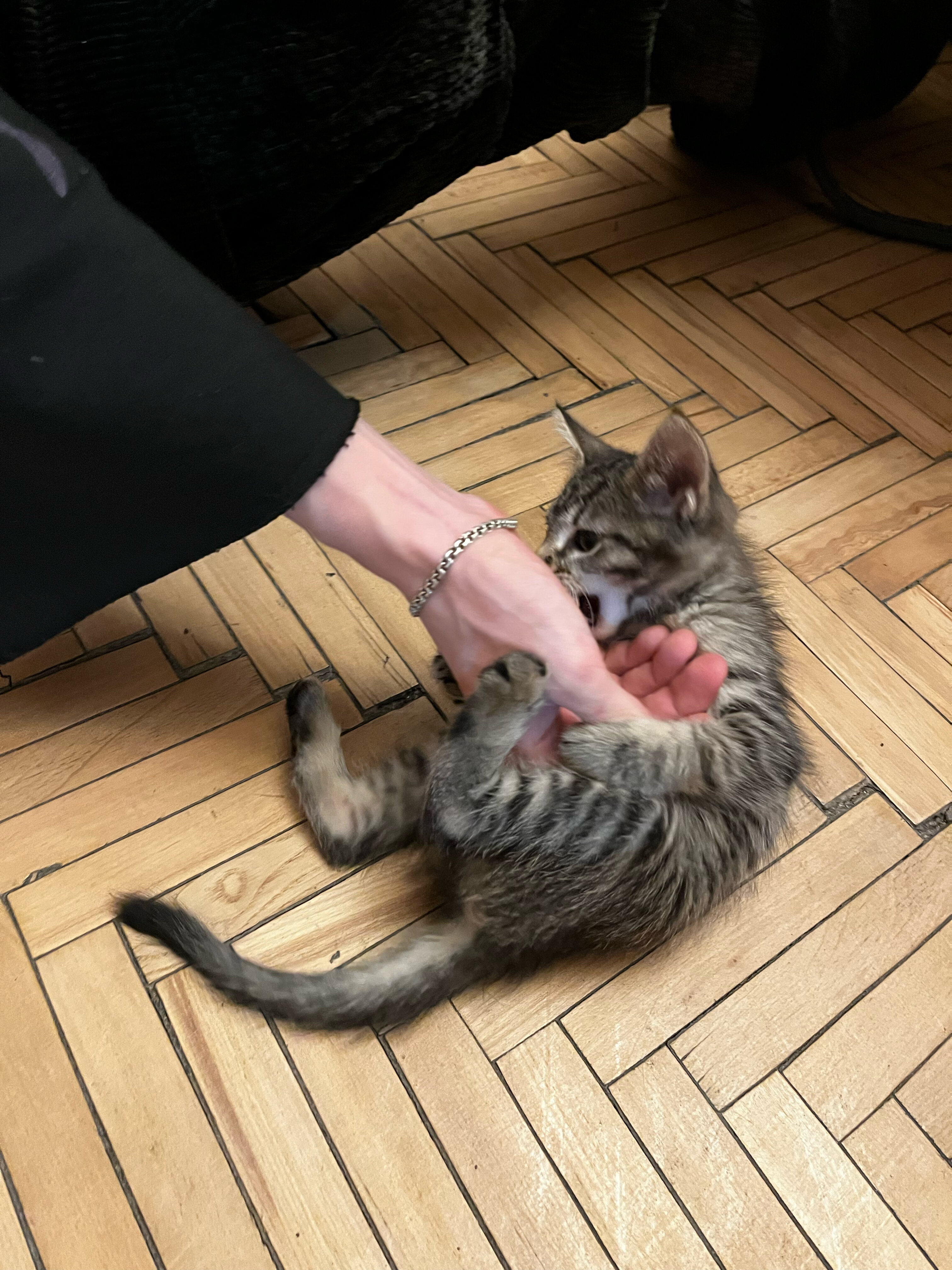 Фото Корюшка пошла