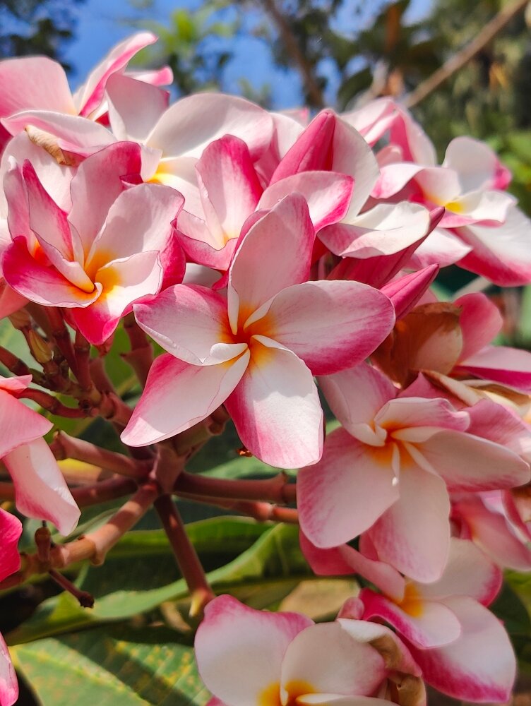 Фото Пхукет Голден Сэнд Инн