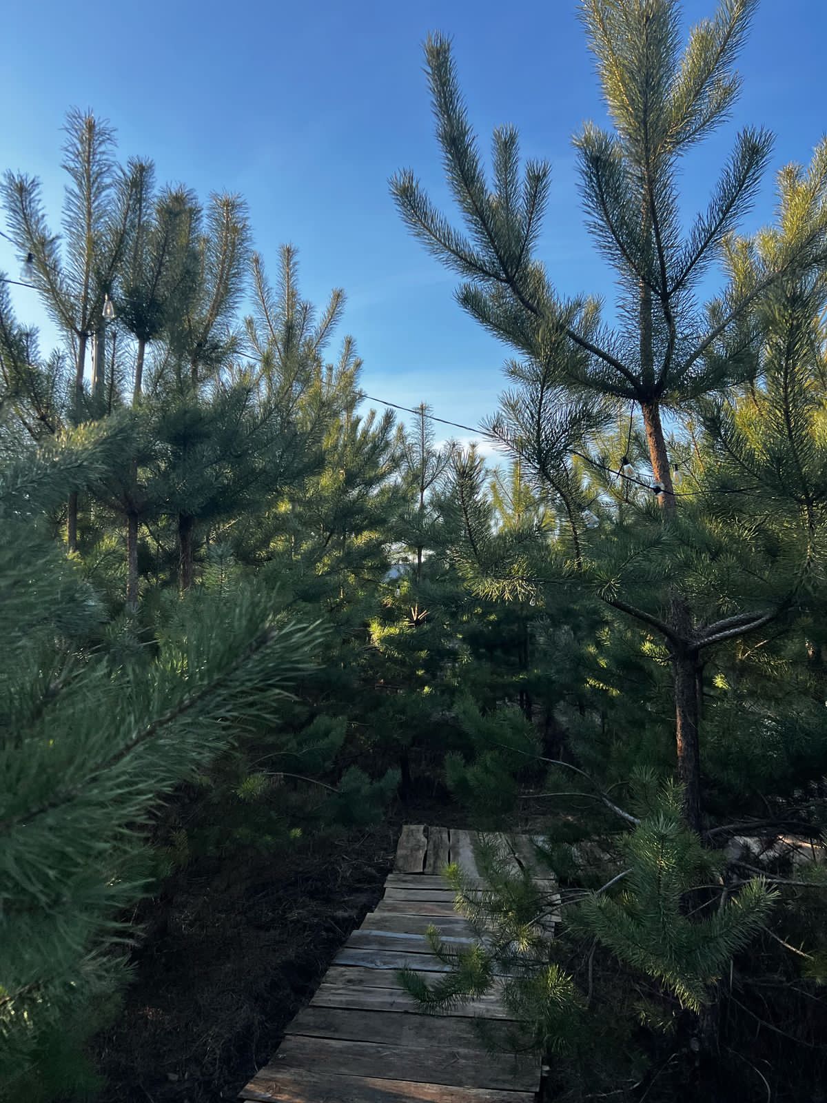 Фото Тишина