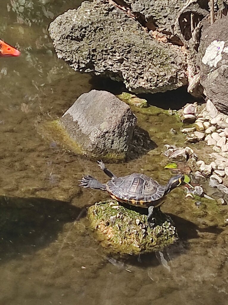 Restaurant Baris Alani, Manisa, photo
