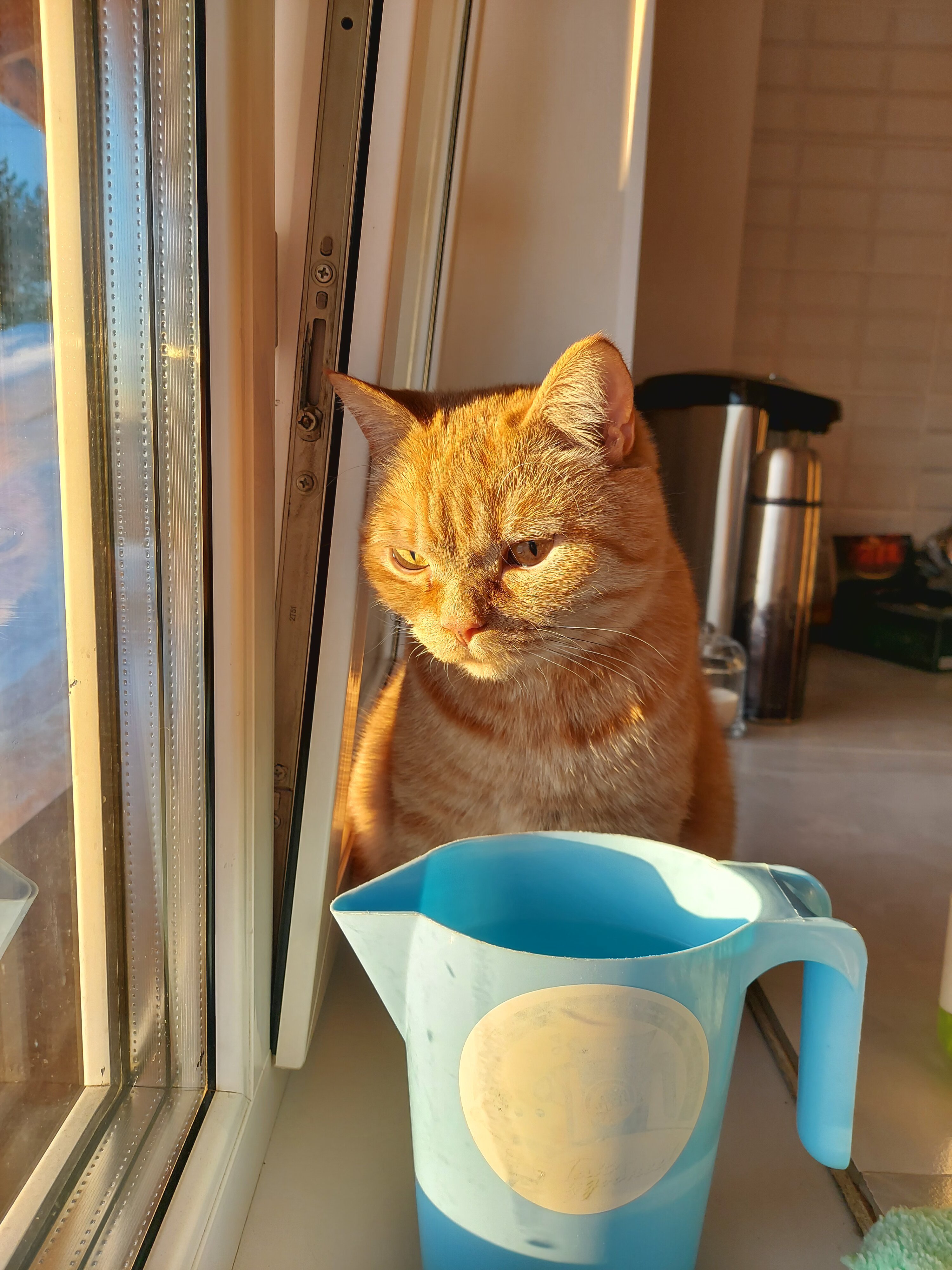 Фото Рыжий пони