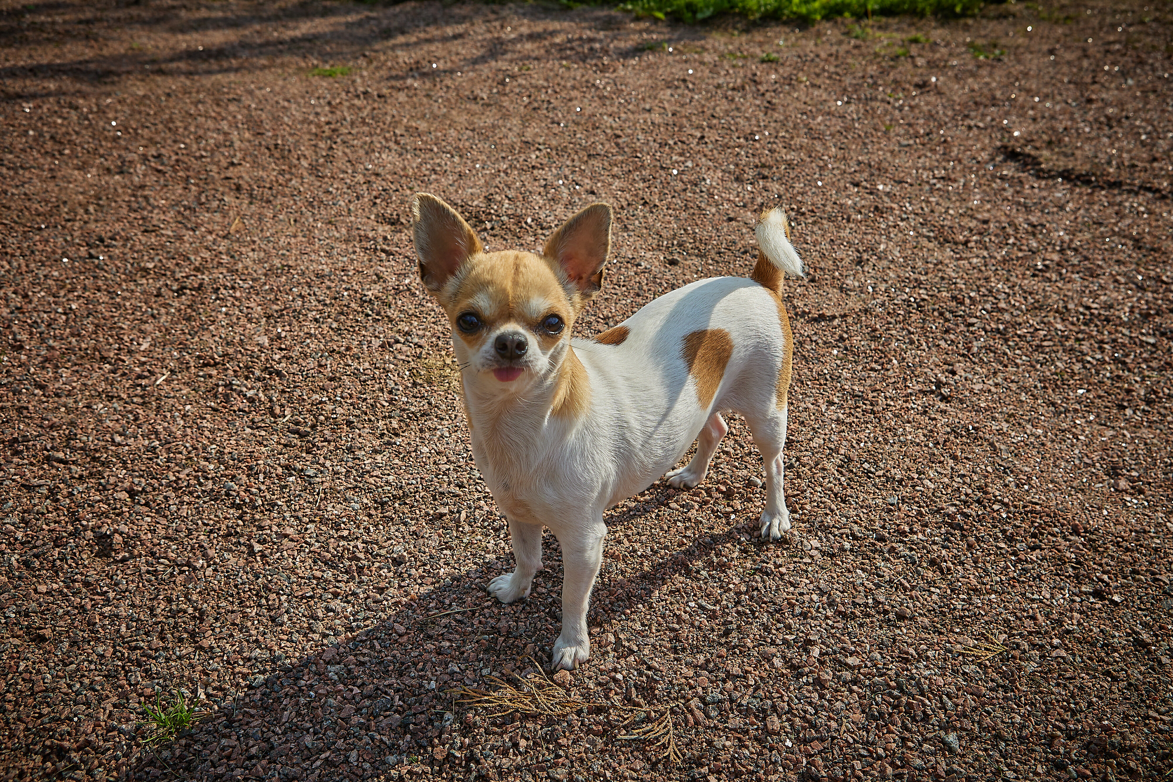 Фото Дом в Покровской