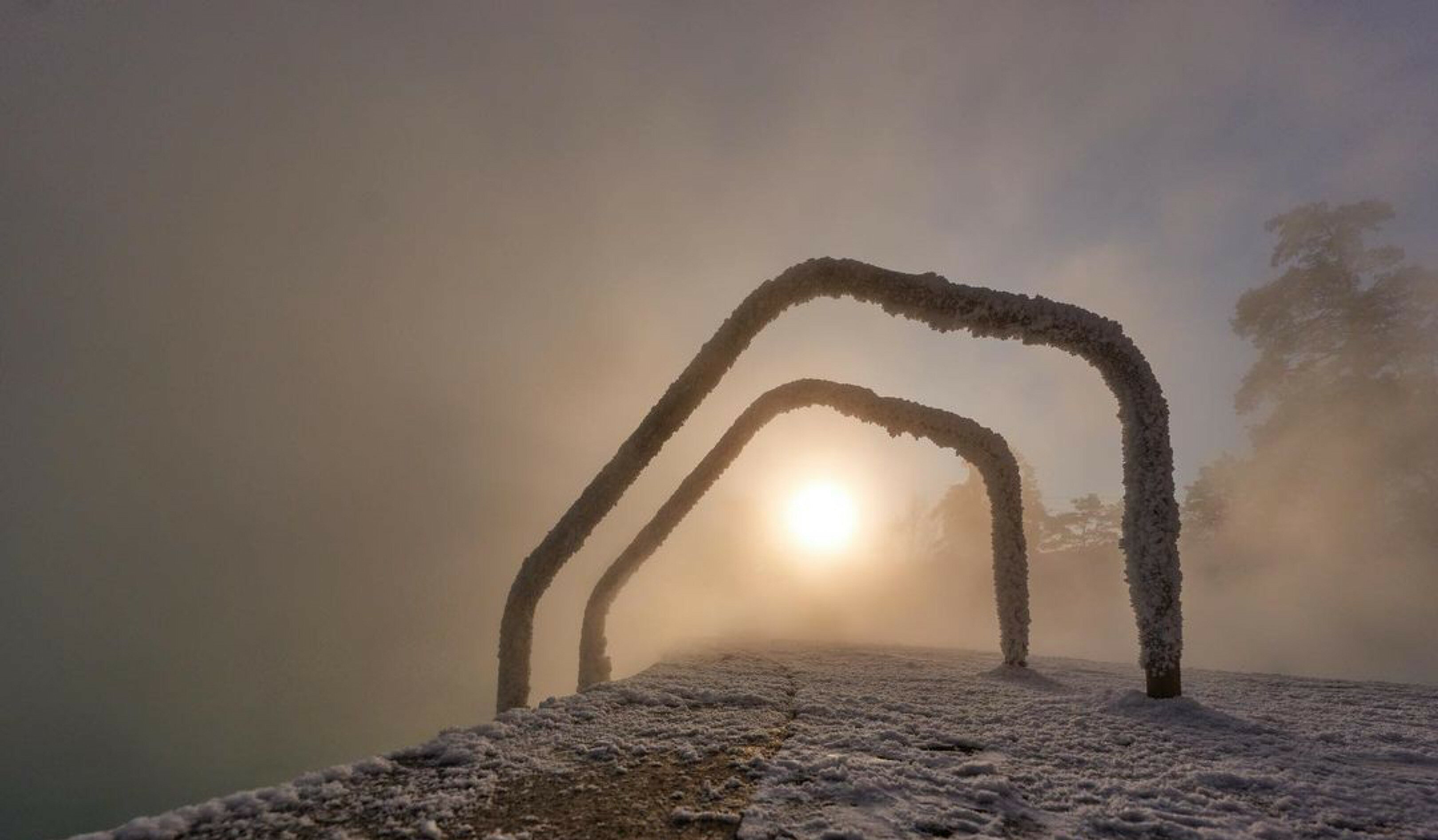 Фото Сосновая