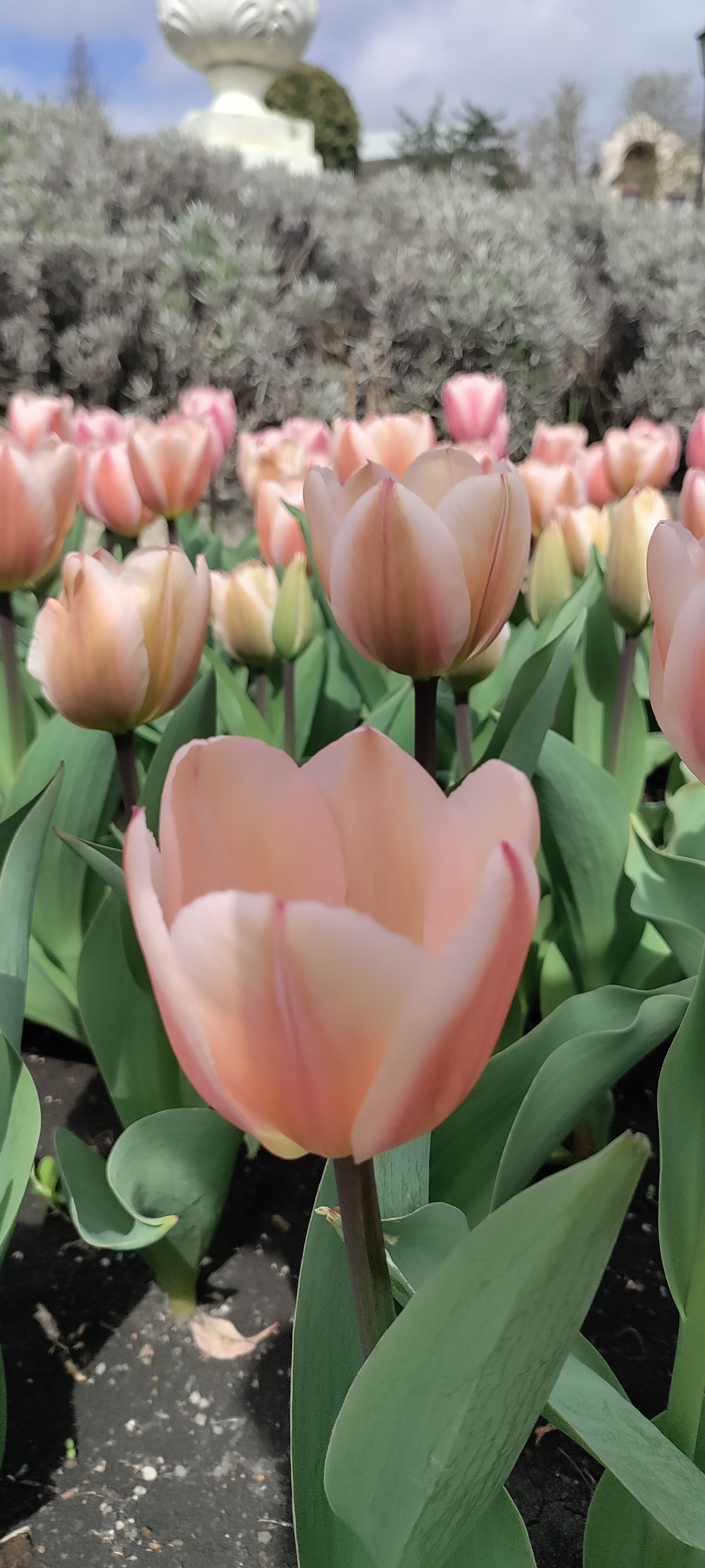 Фото Цветник