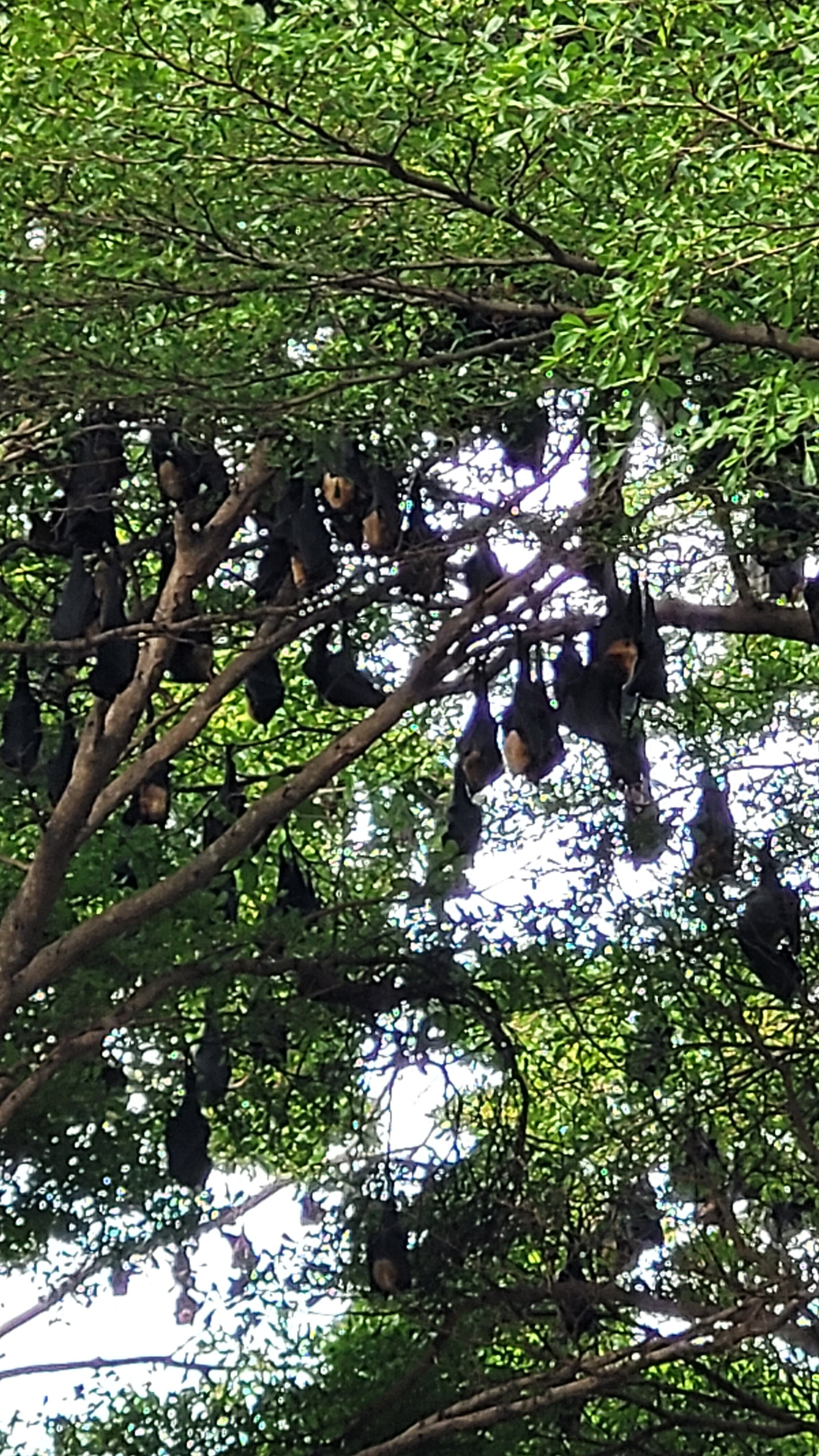 Фото Pattaya Garden Resort