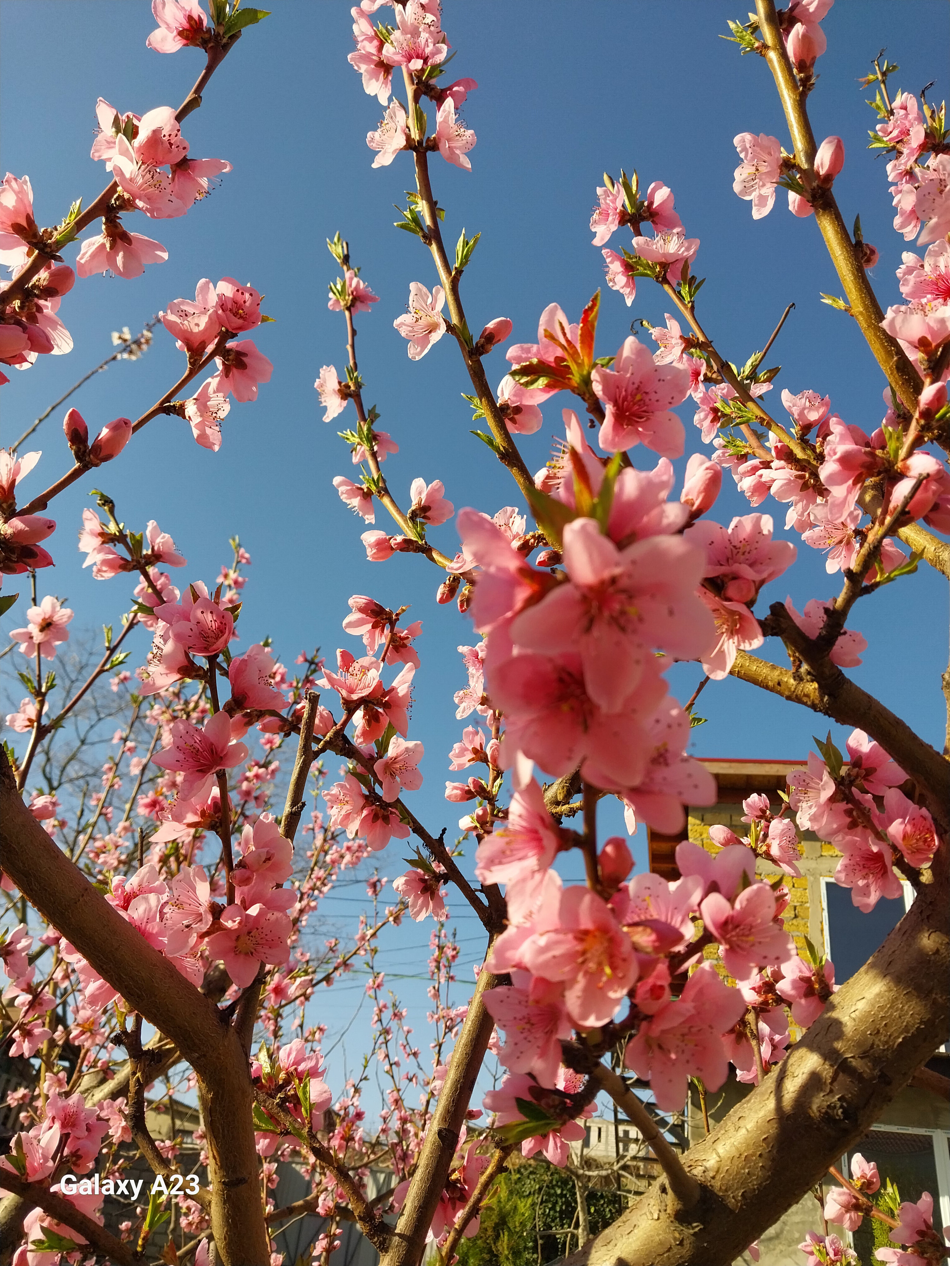 Фото Эллада крымская