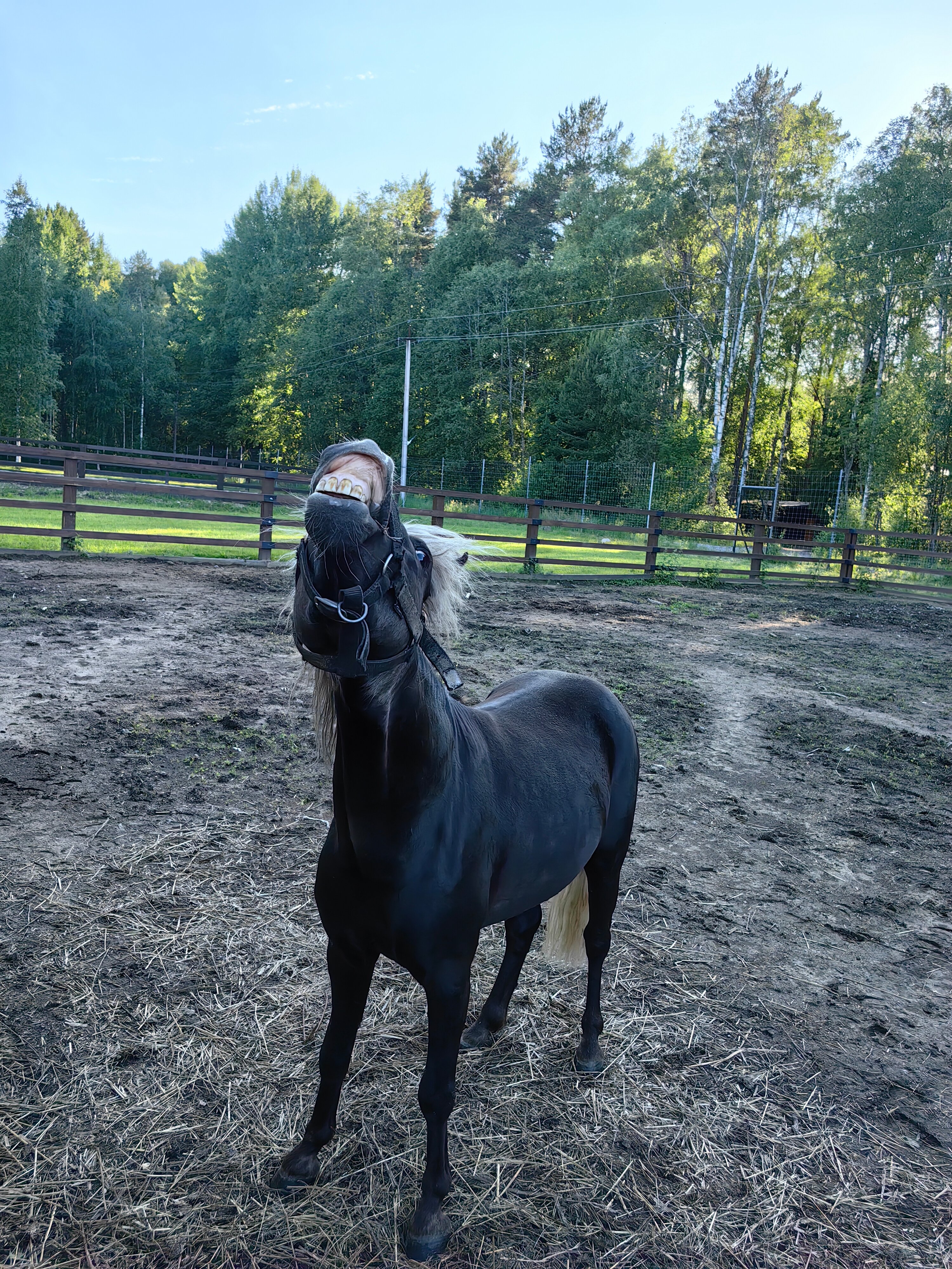 Фото Аврора