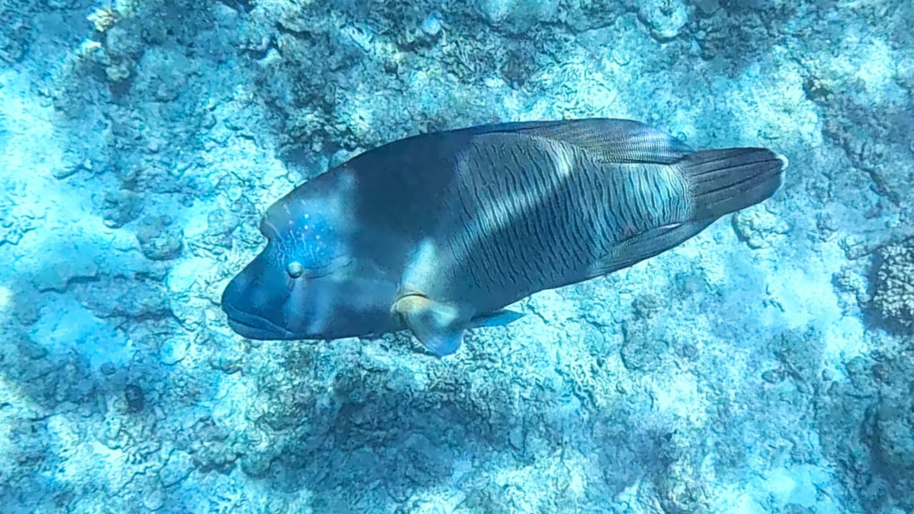 Фото White Hills Resort