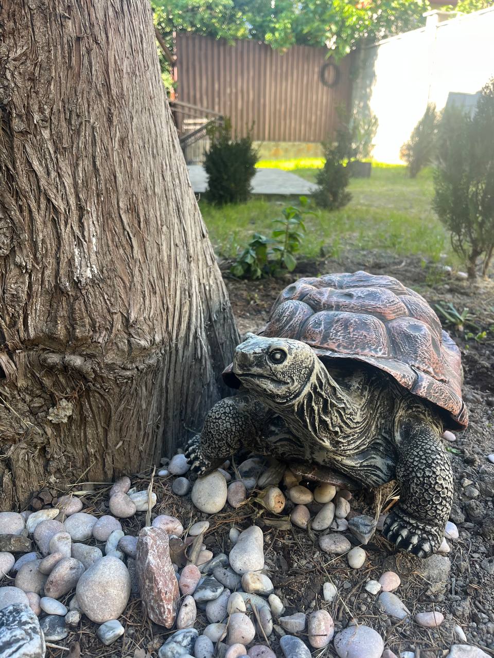 Фото Кипарис