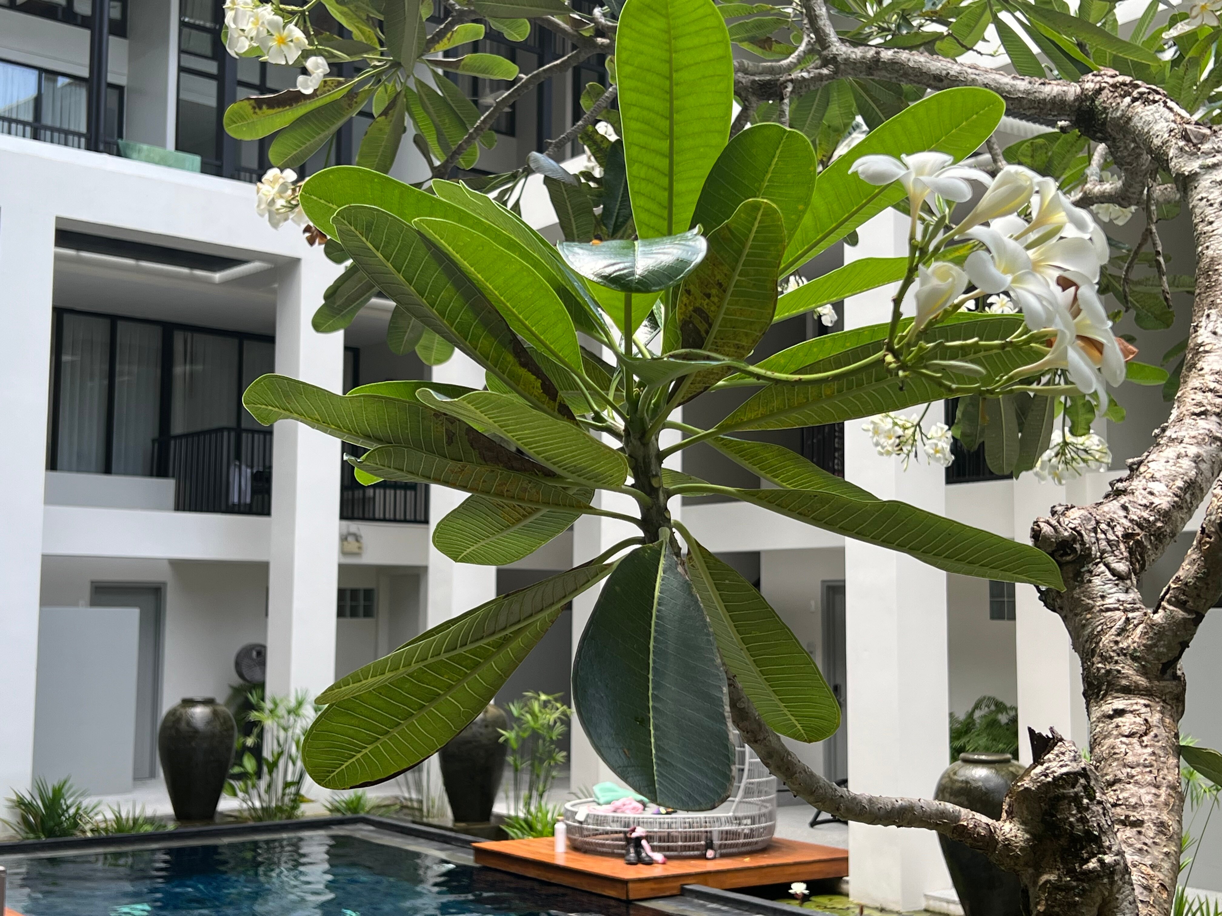 Фото Outrigger Surin Beach Resort