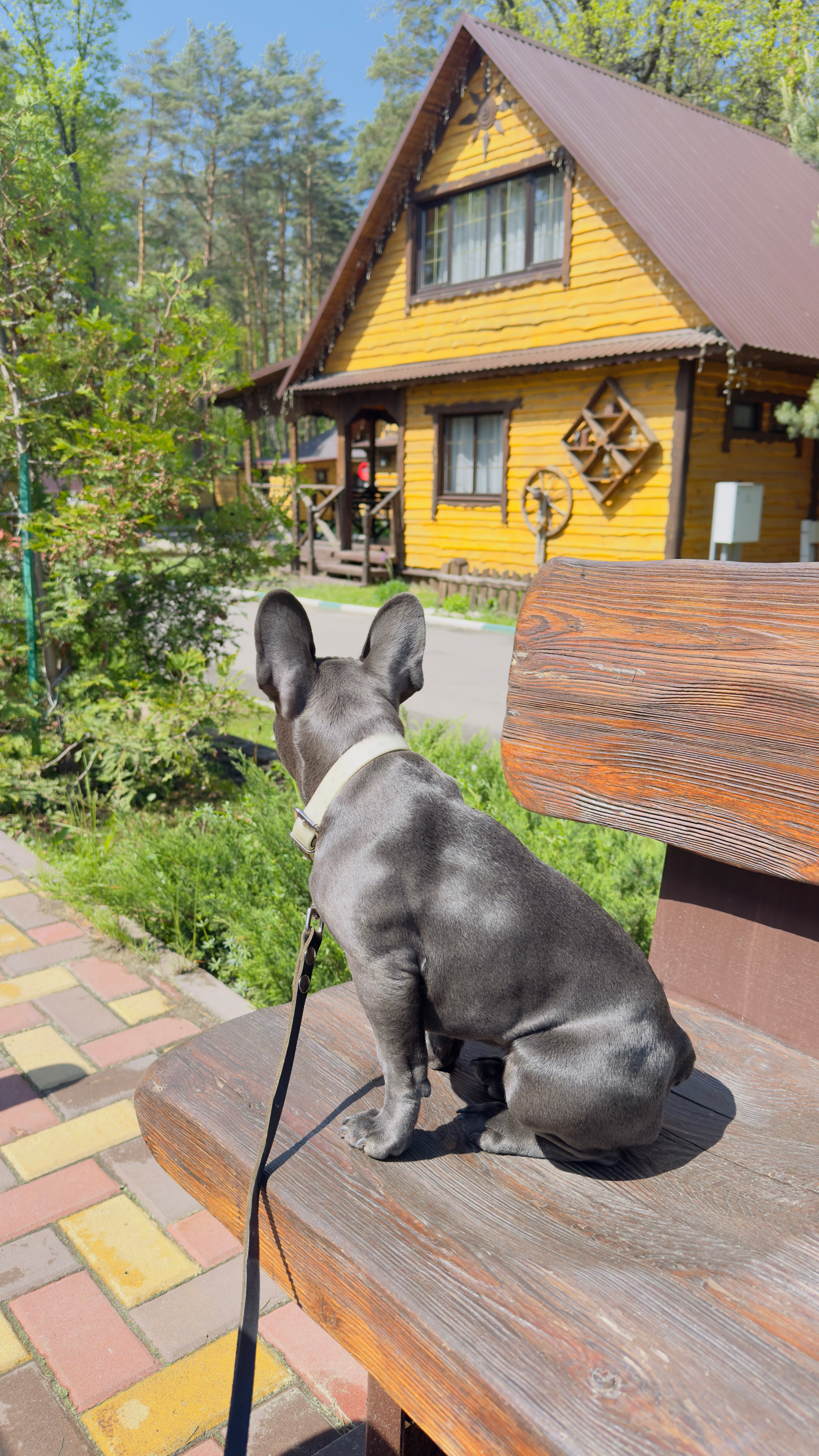 Фото Берёзка