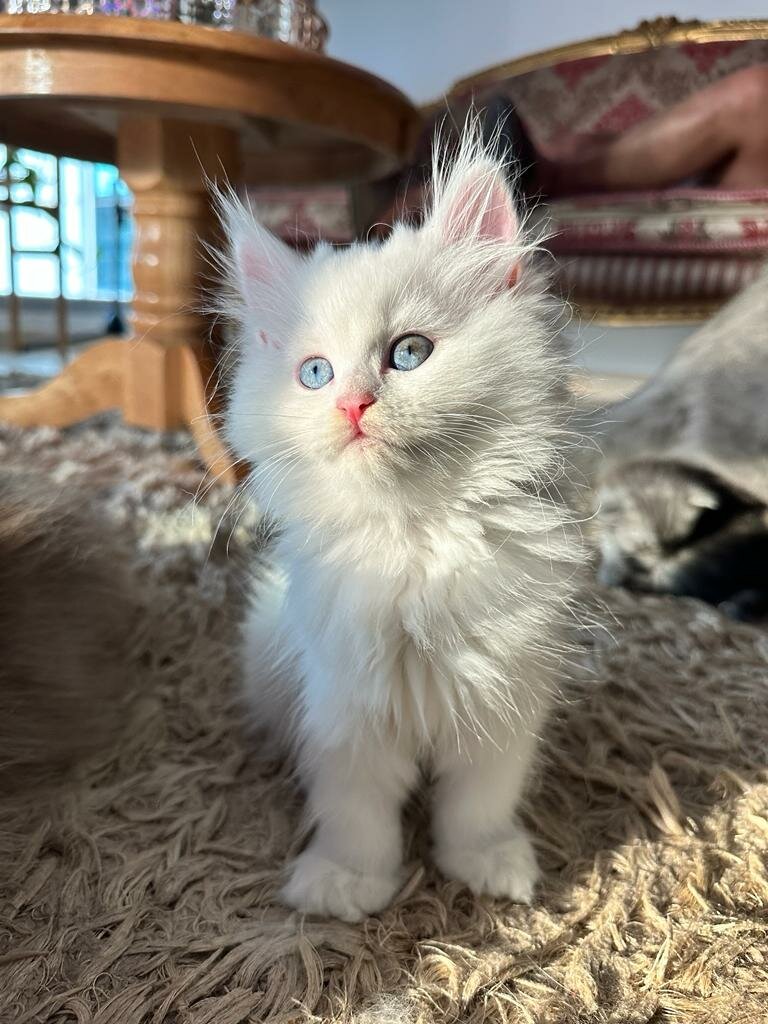 Pet shop KimBowny, Dubai, photo