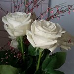 Rose and Roses (Morskaya Embankment, 39к3) ، محل زهور