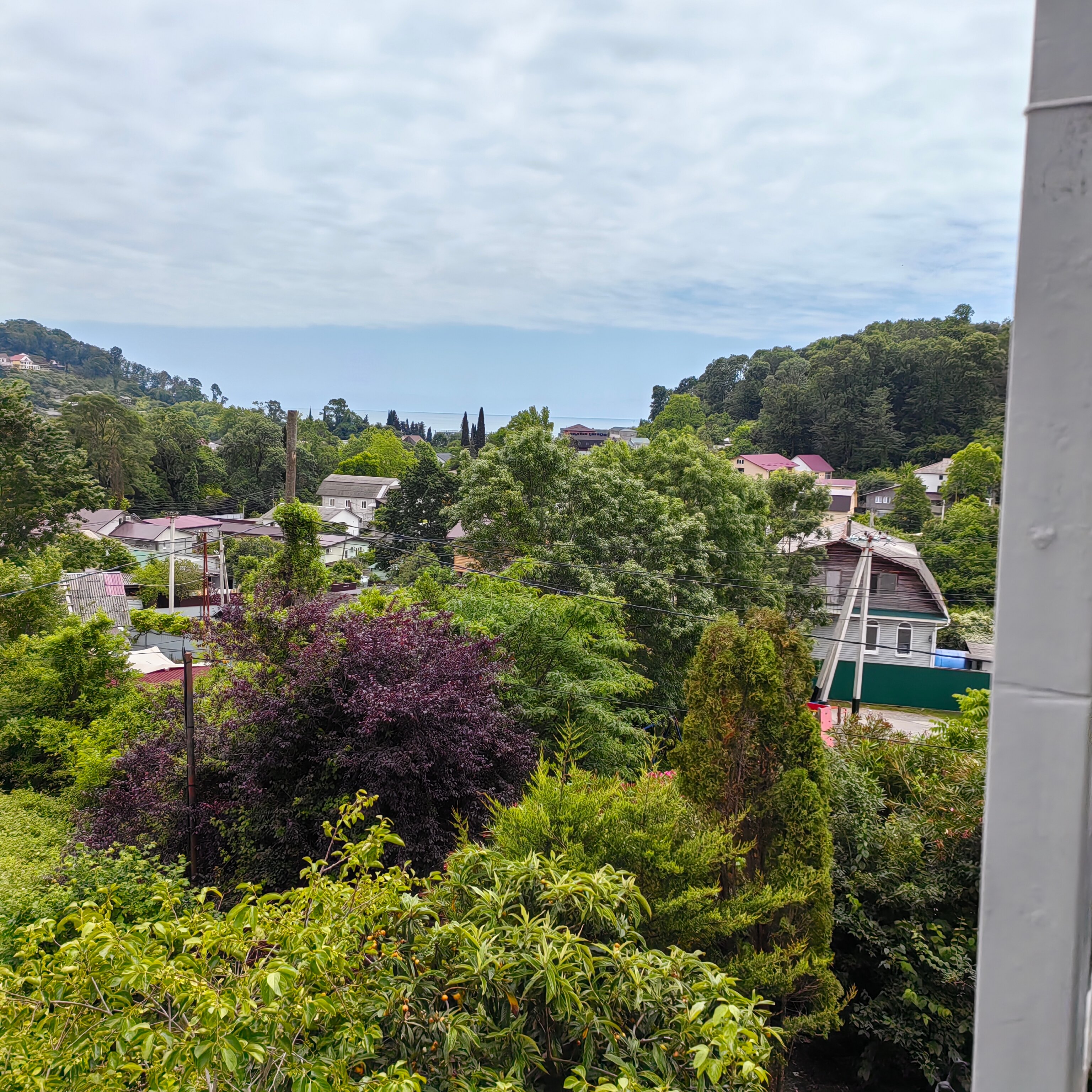 Фото Олеандр