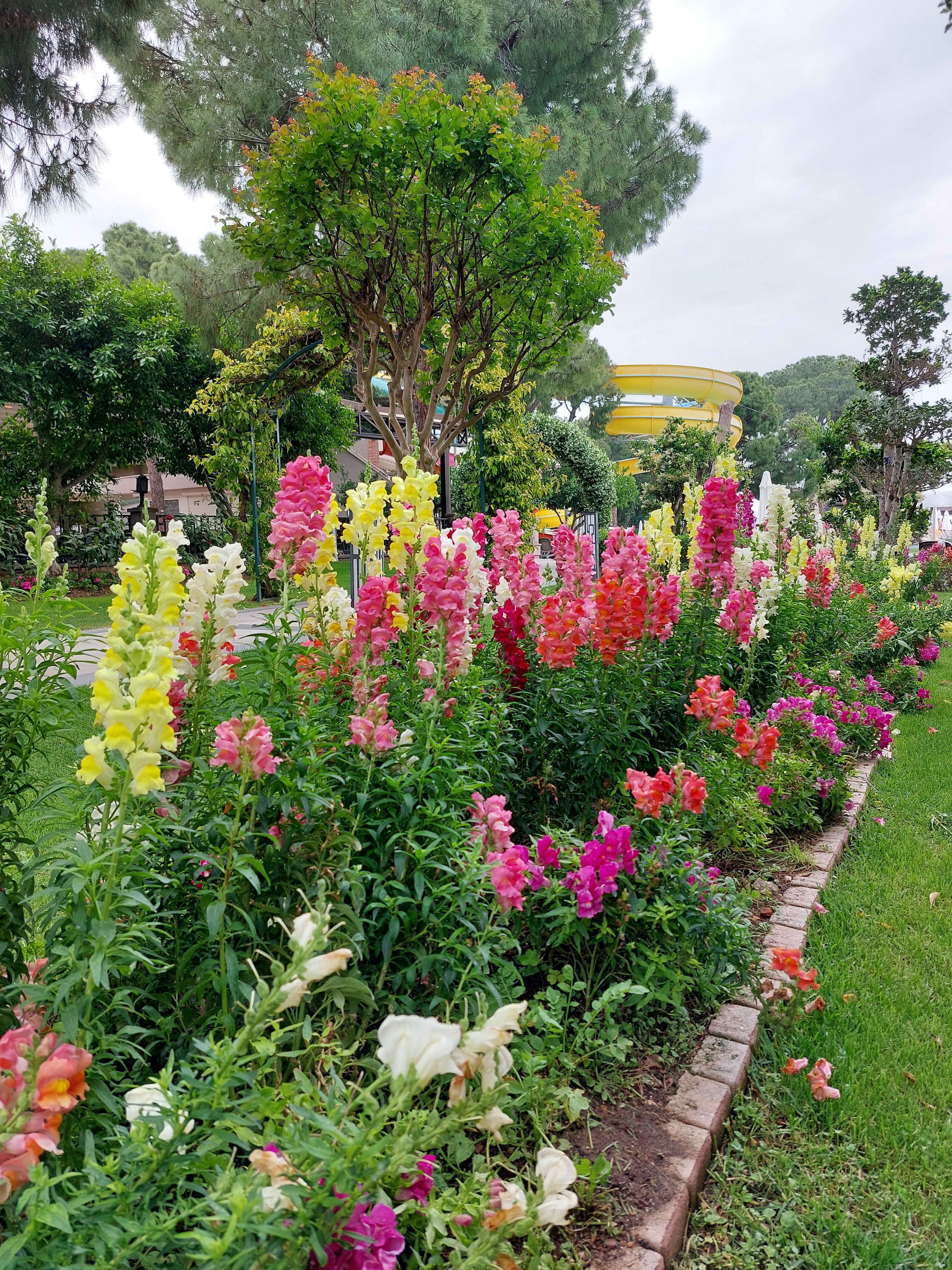 Фото Papillon Ayscha