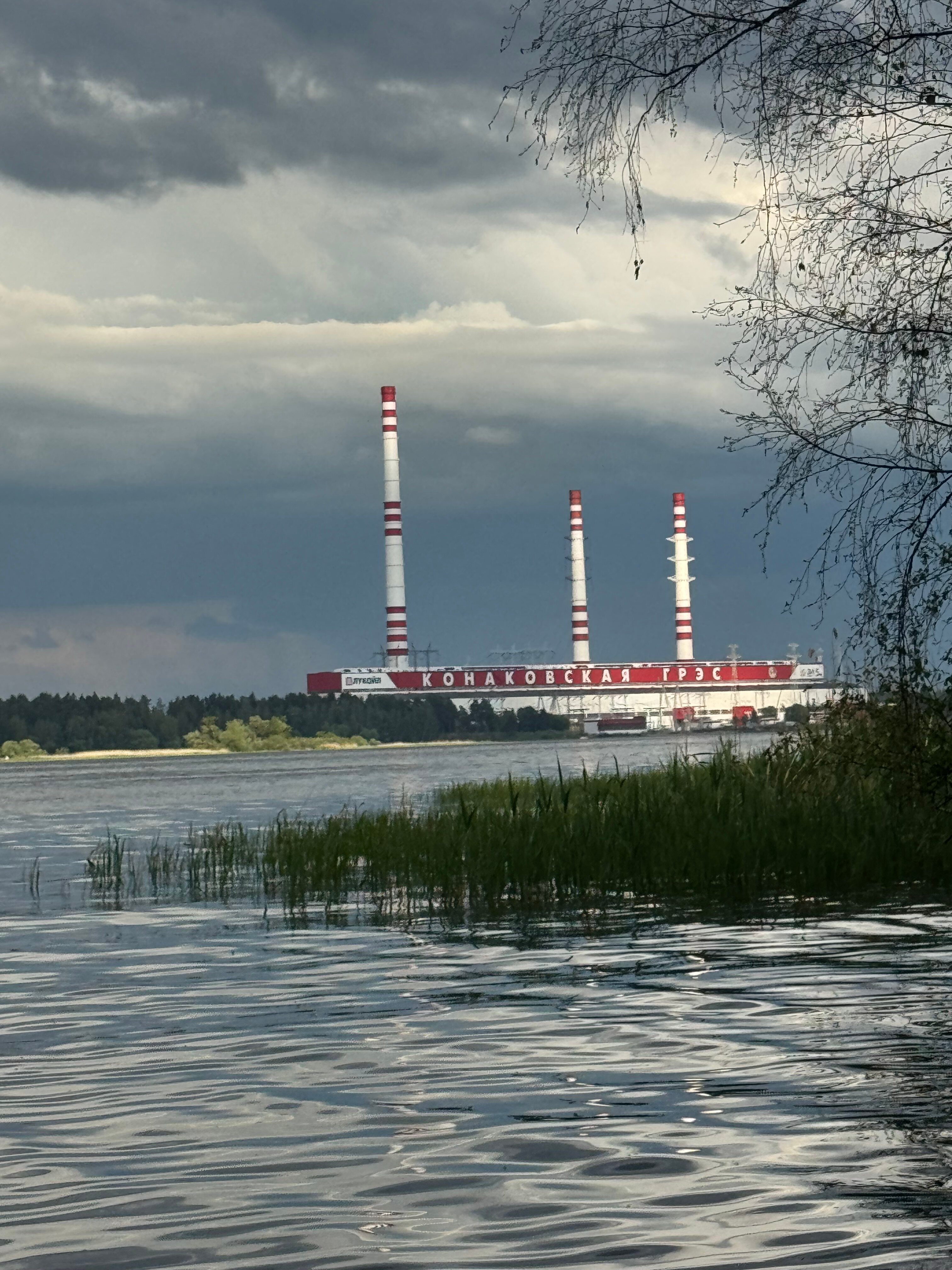 Фото Green forest