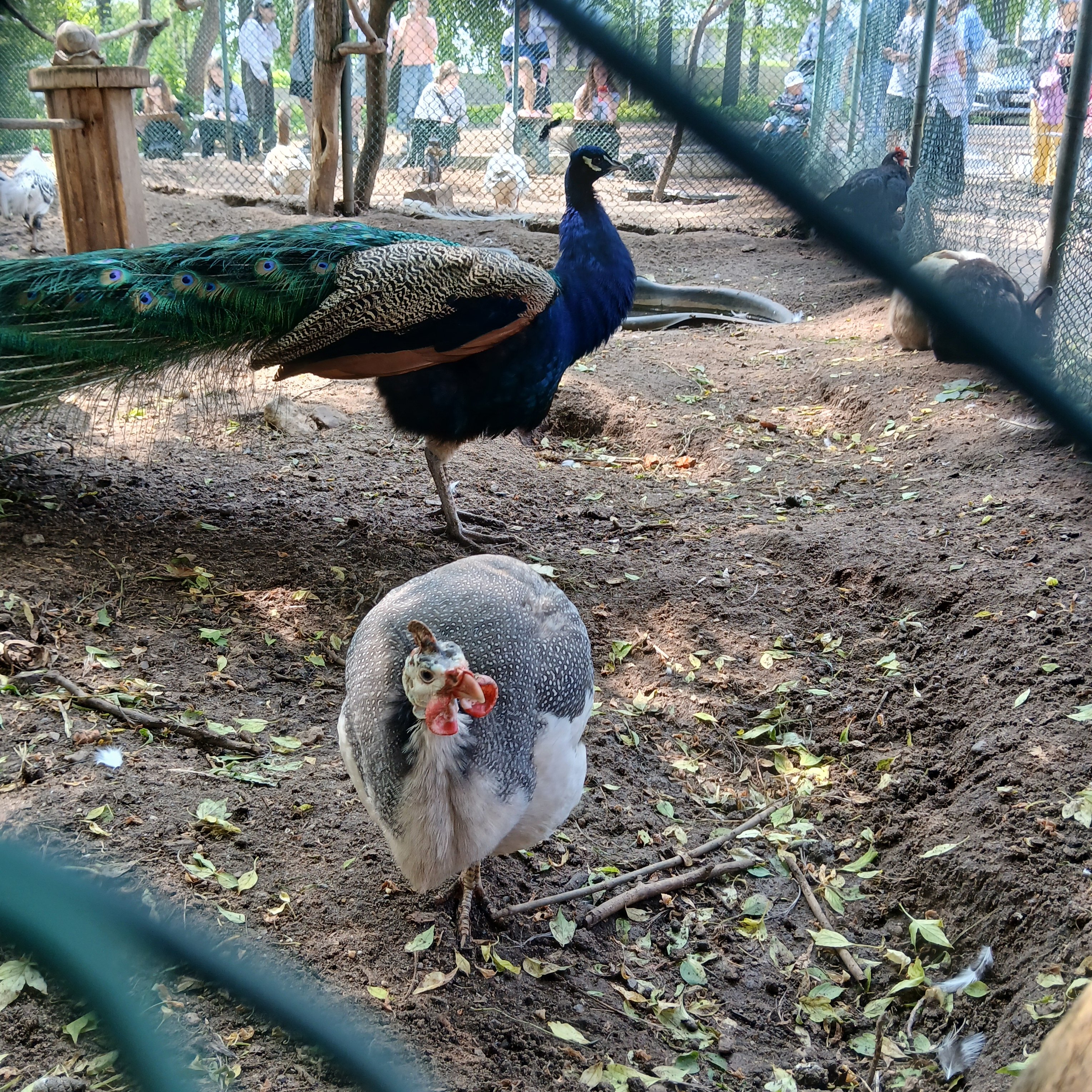 Фото Виктория Вилладж