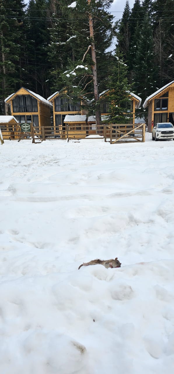 Фото Greenhouse 1599