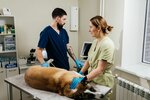 WelcomeVet (Work Settlement of Koltsovo, Molodozhnaya Street, 3), clínica veterinaria