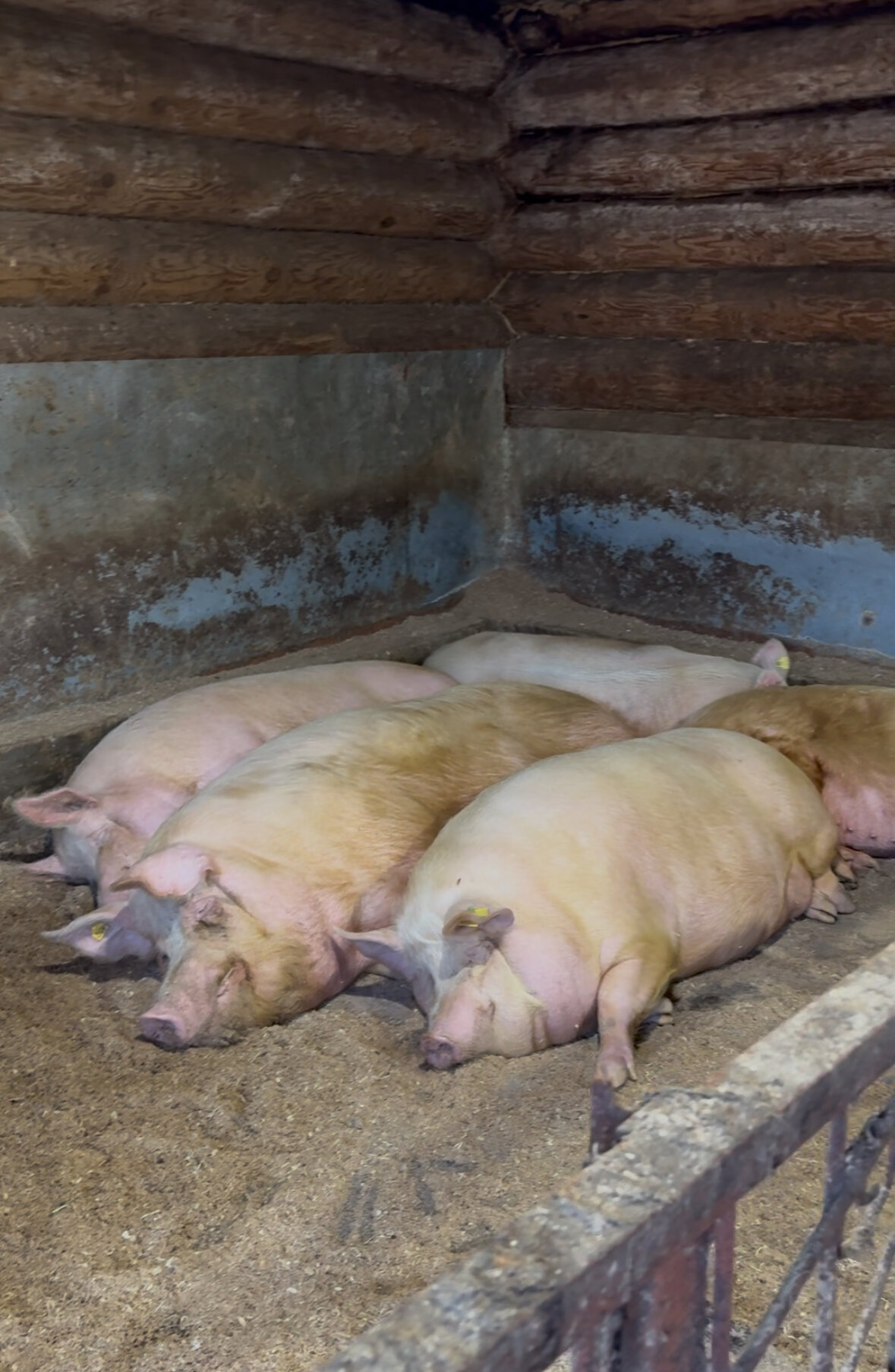 Фото Матрешкино