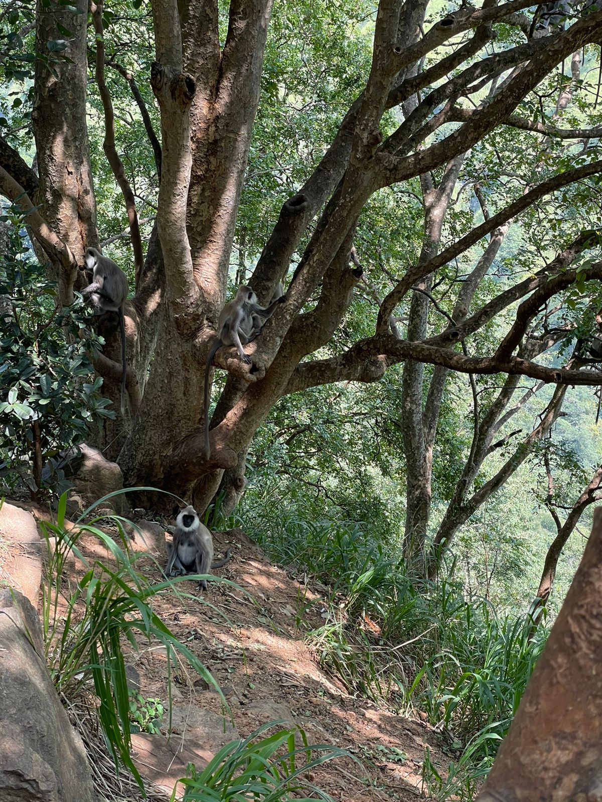 Фото Pandanus Beach Resort & SPA