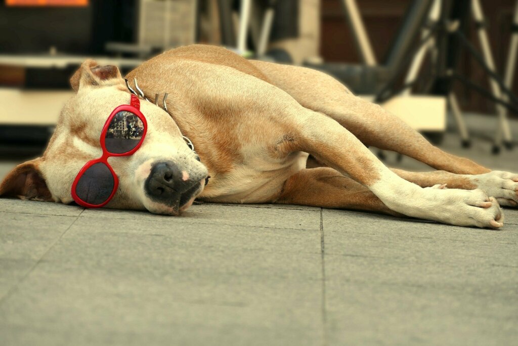 Veterinary pharmacy Ece Veterinary, Bolu, photo