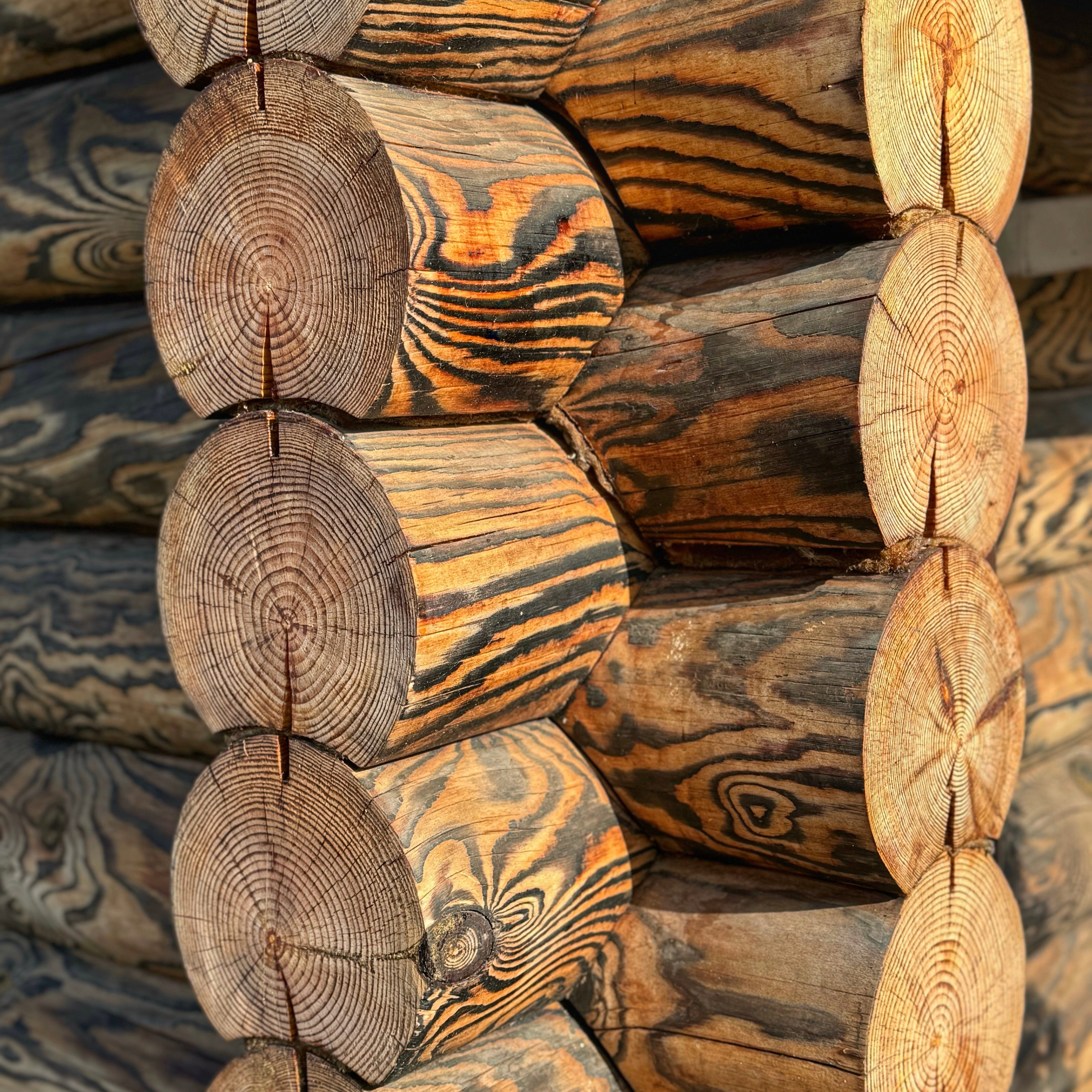 Фото Золотой дуб